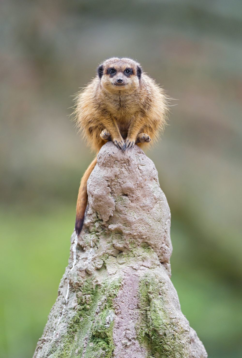 Meerkats - Meerkat, Animals, Zoo, The photo, Longpost