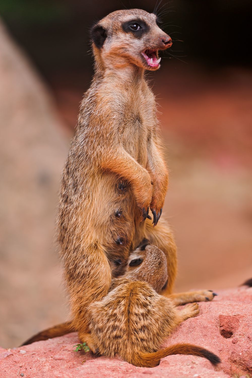 Meerkats - Meerkat, Animals, Zoo, The photo, Longpost