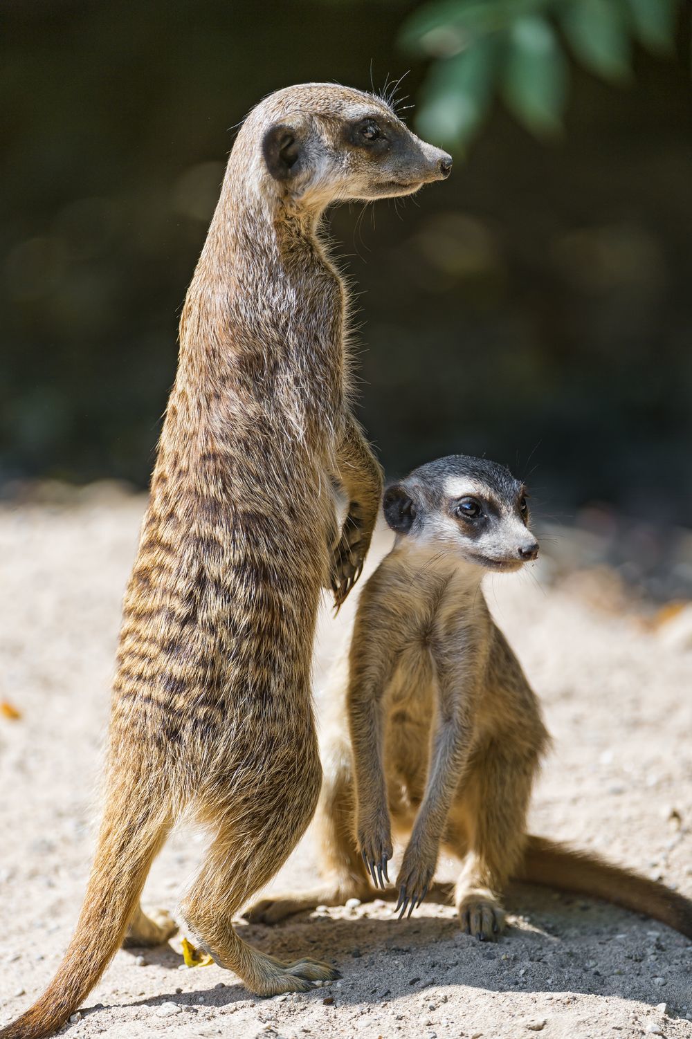 Meerkats - Meerkat, Animals, Zoo, The photo, Longpost