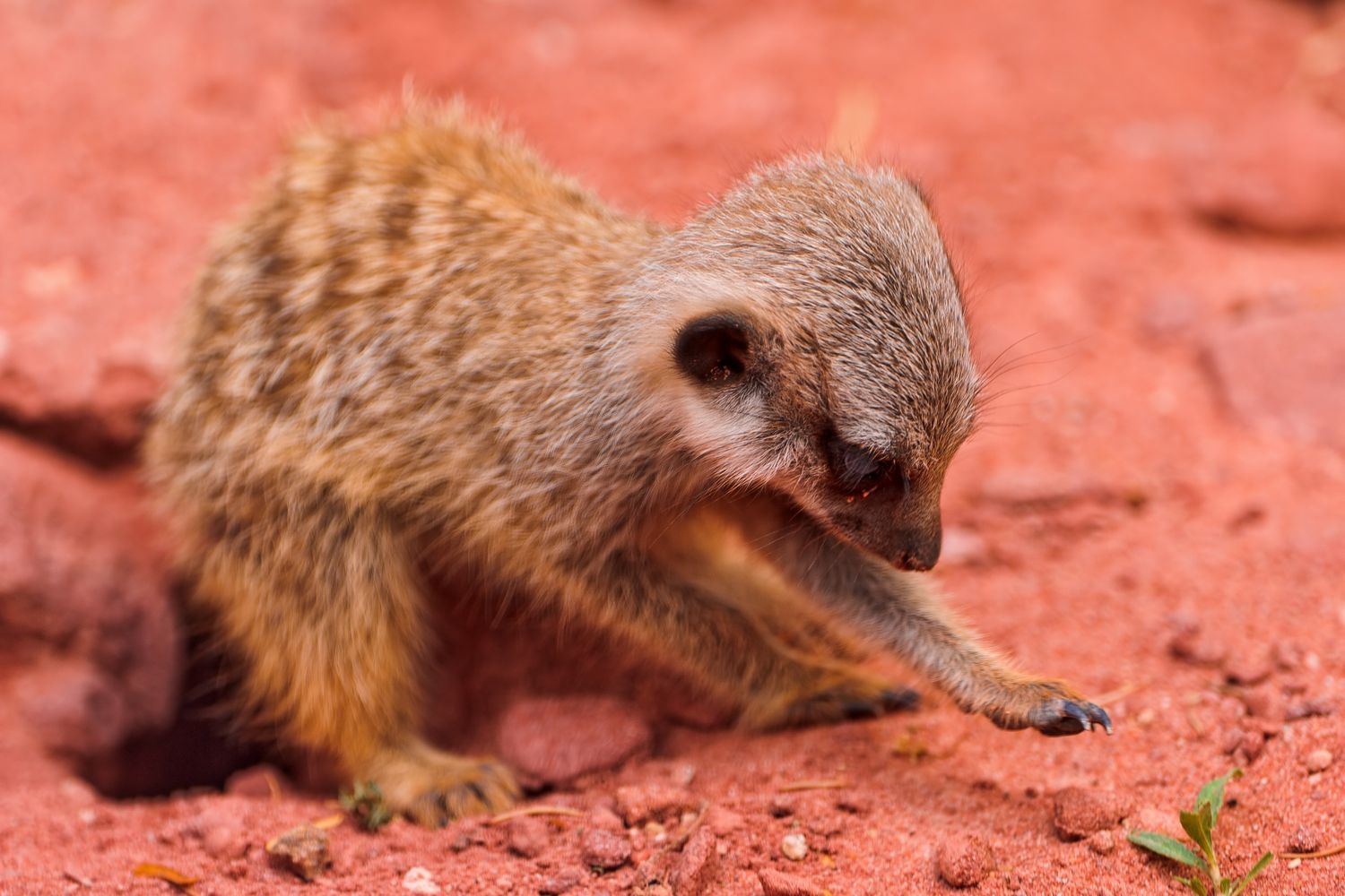 Meerkats - Meerkat, Animals, Zoo, The photo, Longpost