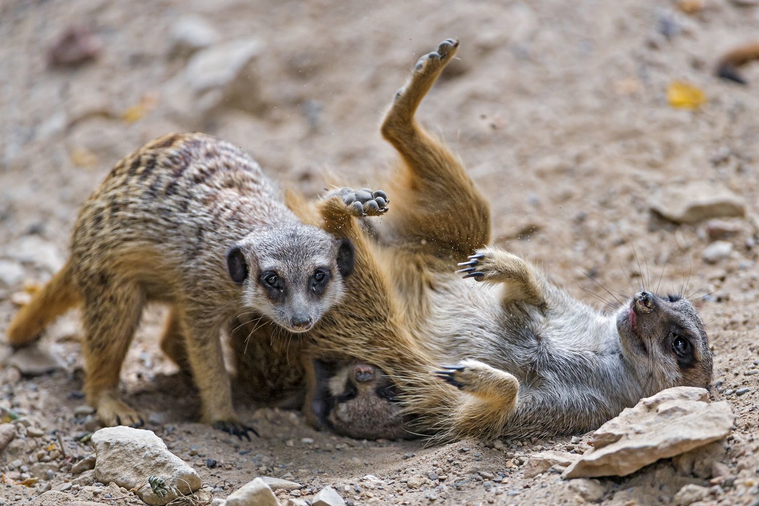 Meerkats - Meerkat, Animals, Zoo, The photo, Longpost