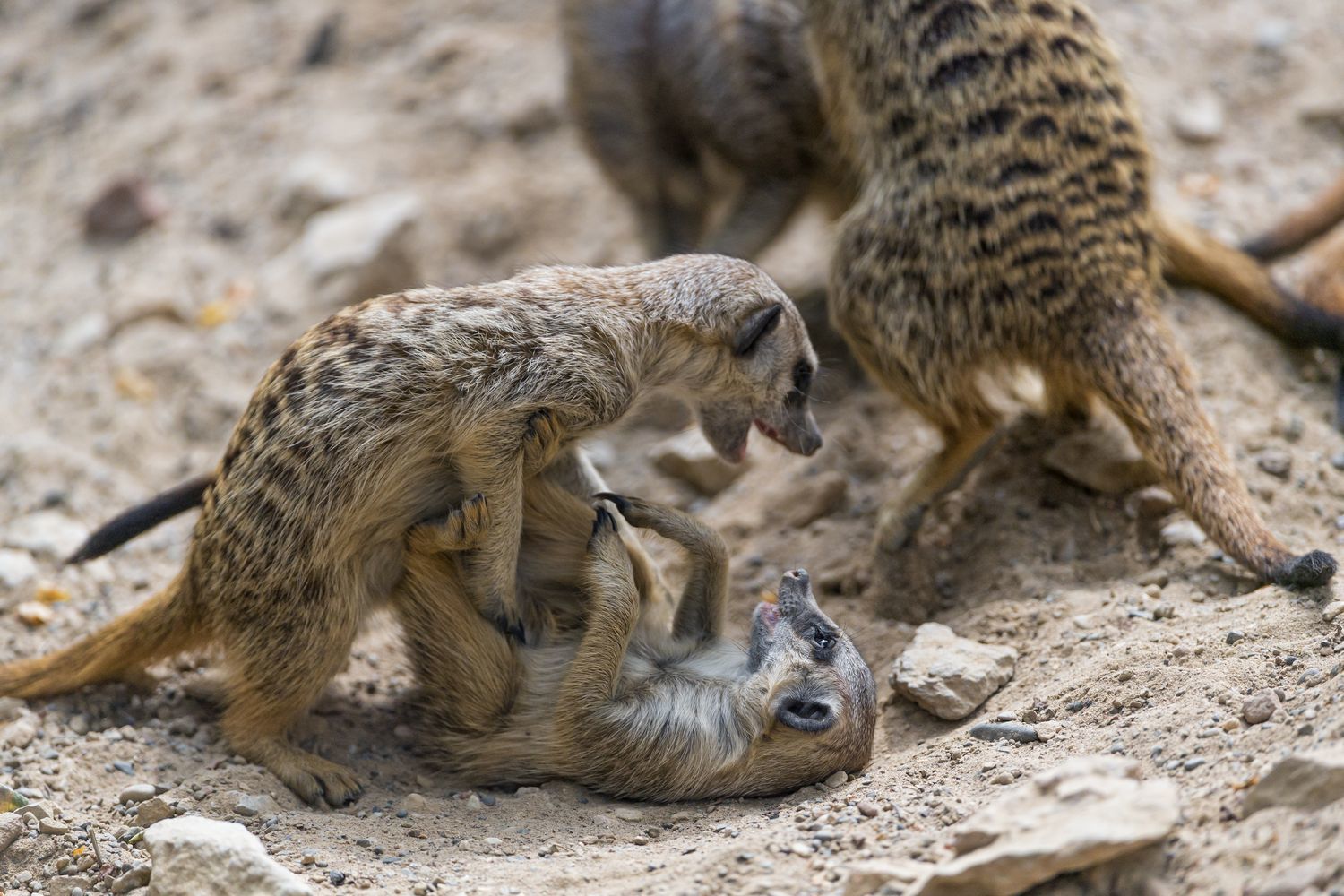 Meerkats - Meerkat, Animals, Zoo, The photo, Longpost