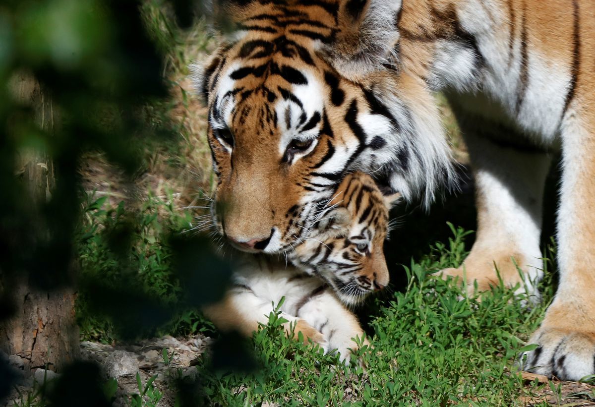 Tiger cubs finally spotted at Polish zoo - Tiger, Amur tiger, Tiger cubs, Zoo, Poland, Big cats, Cat family, Translation, Longpost, , Milota, Red Book, Video