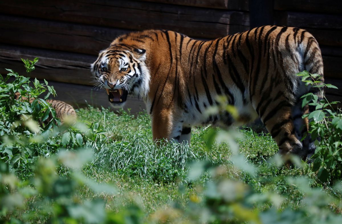 Tiger cubs finally spotted at Polish zoo - Tiger, Amur tiger, Tiger cubs, Zoo, Poland, Big cats, Cat family, Translation, Longpost, , Milota, Red Book, Video