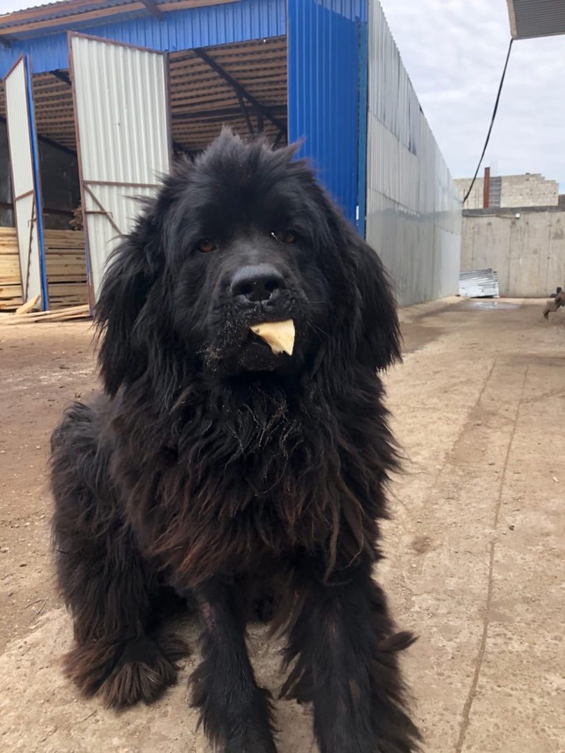 No rating. - No rating, In good hands, Help, Dog, Newfoundland, Schelkovo, Longpost