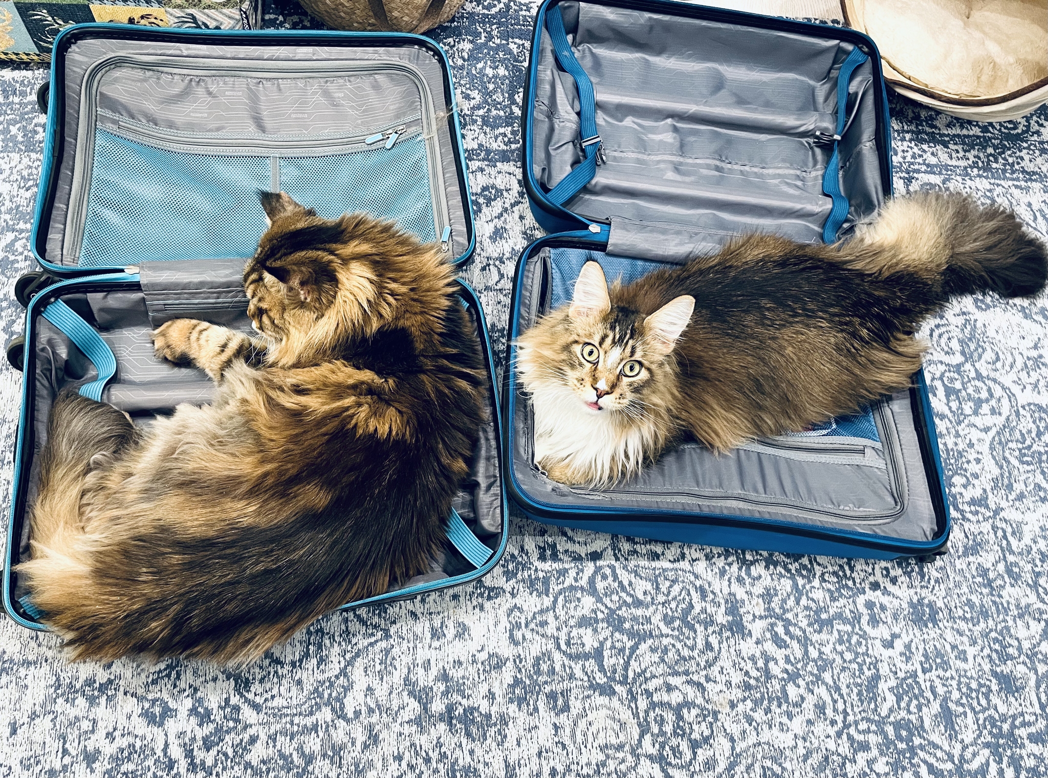 Кот с чемоданом пушистый