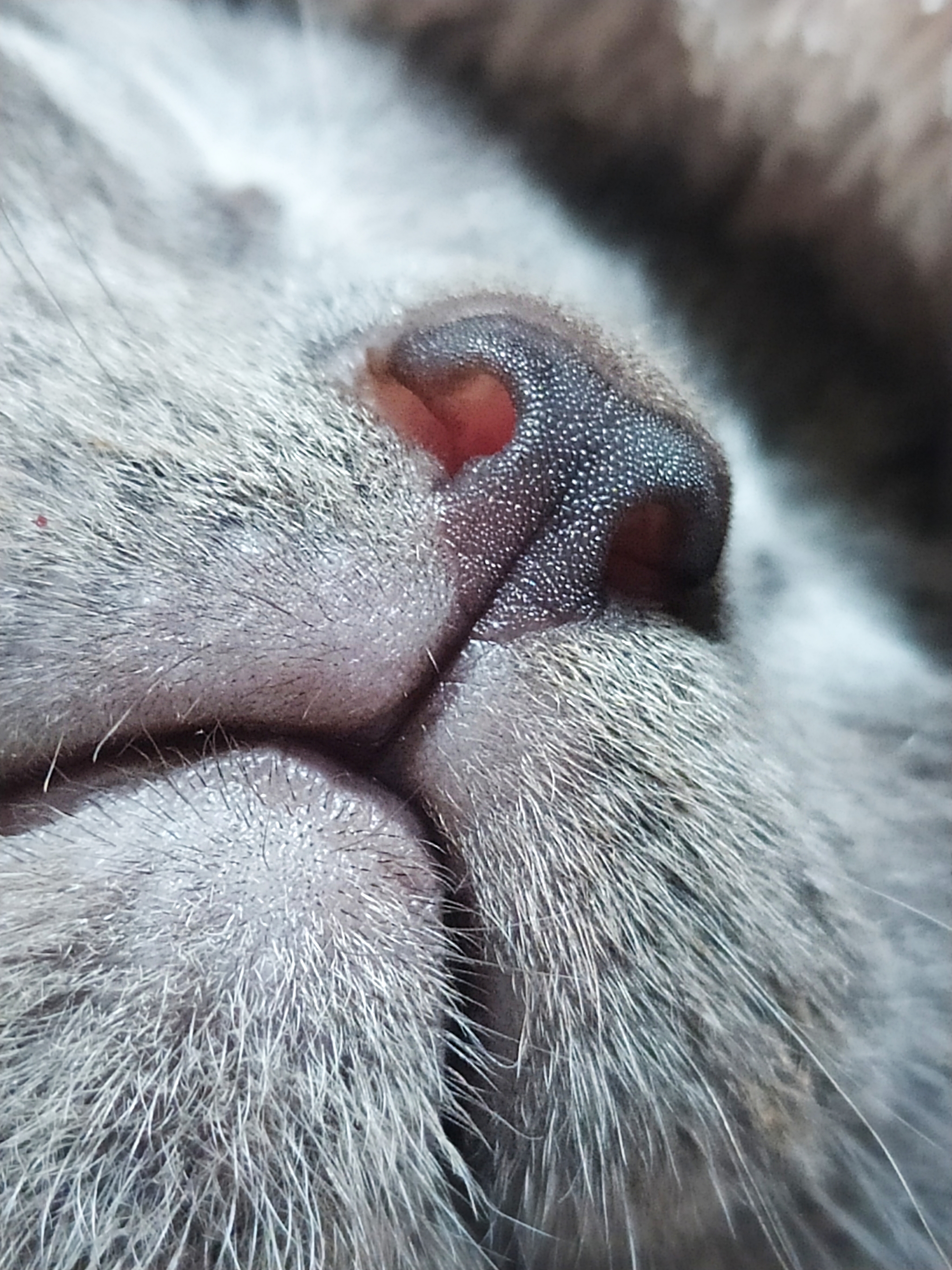 Continuation of the post Cat noses - My, cat, Milota, Nose, Reply to post