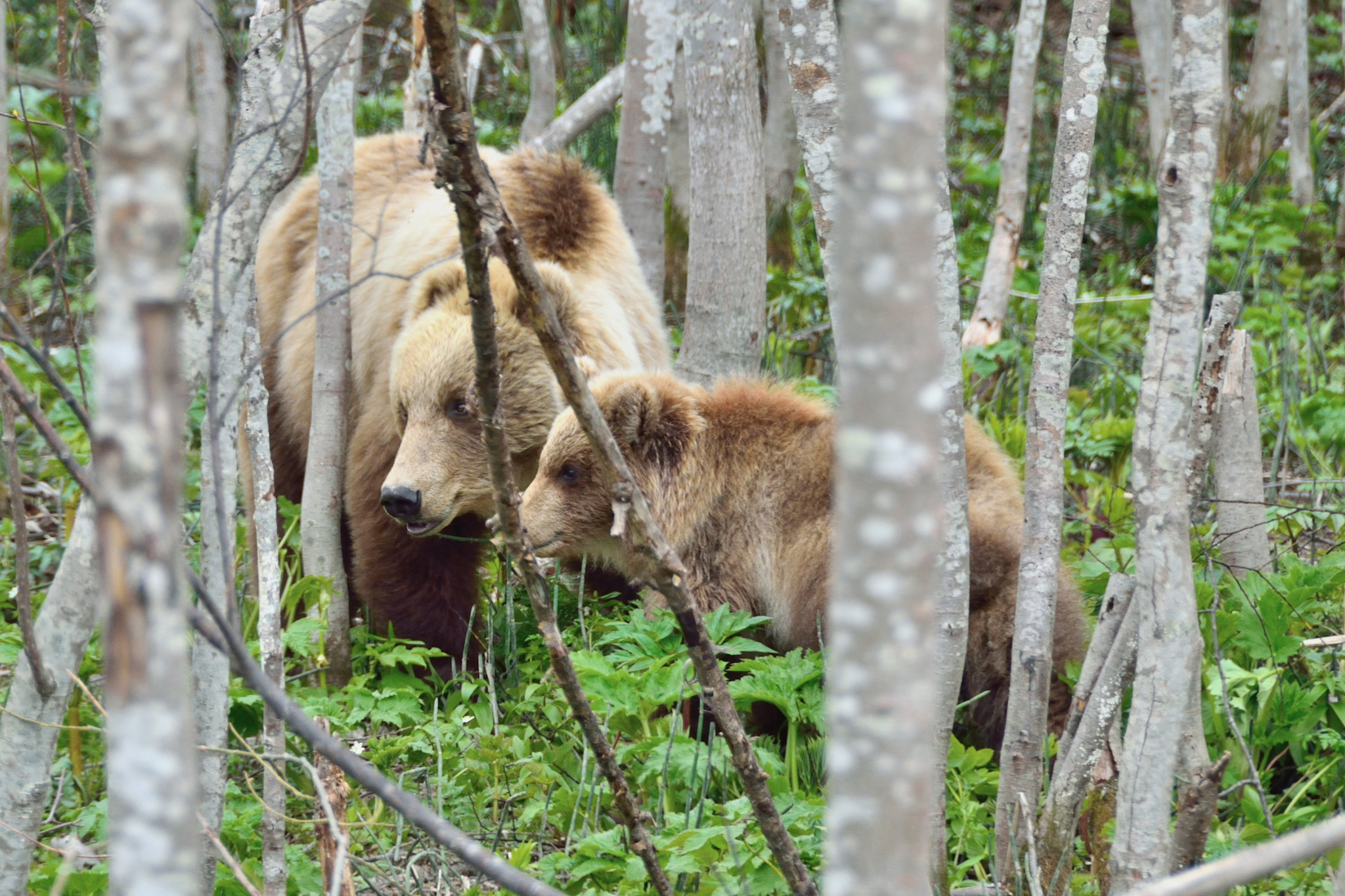 Mom's school - The Bears, Teddy bears, Education, Brown bears, Wild animals, wildlife, beauty of nature, Kamchatka, , Plotnikova, River, The national geographic, The photo, Animals