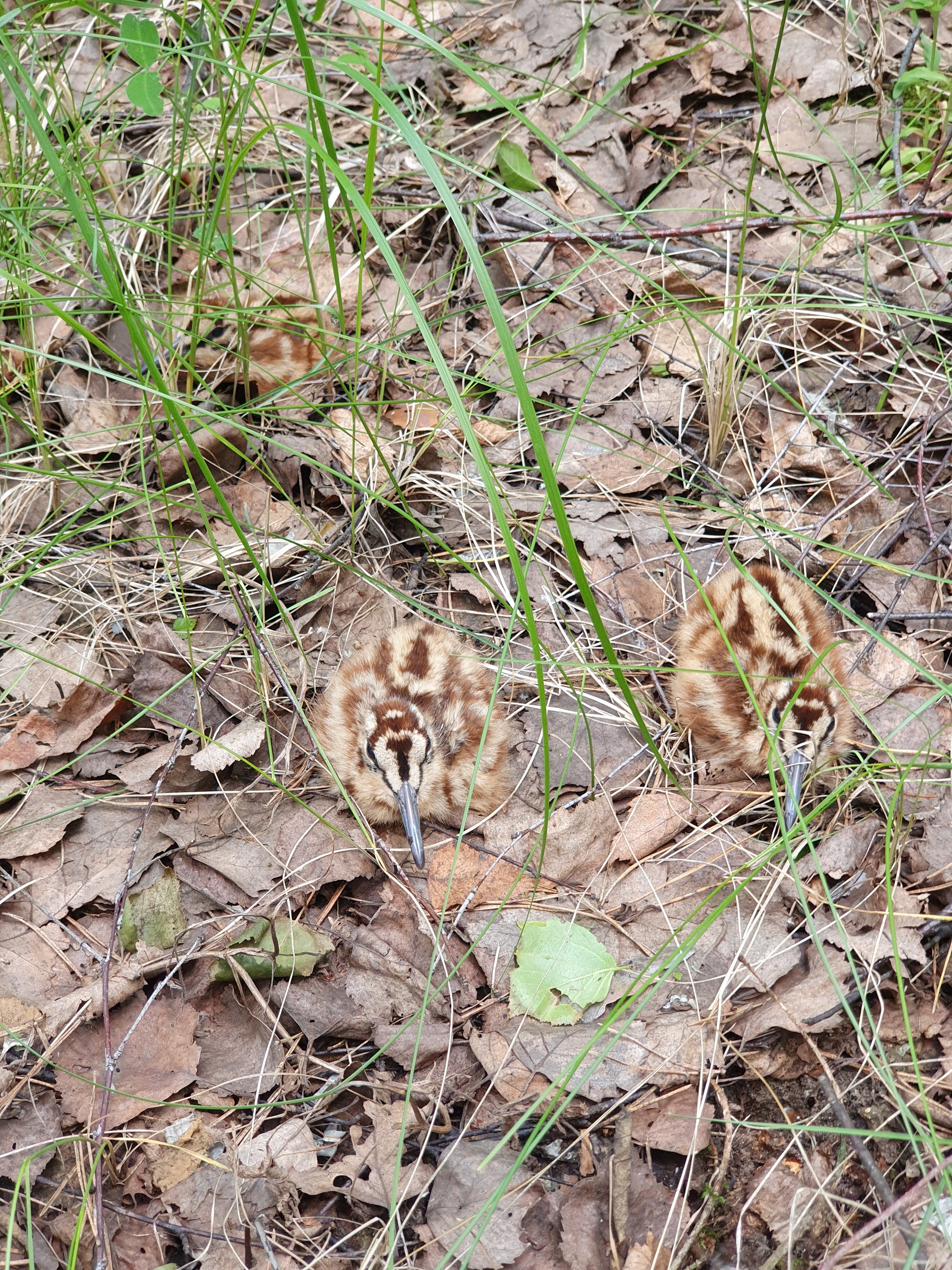 Mushrooms 2021. Beginning - My, Mushrooms, Boletus, Walk in the woods, Chick, Video, Longpost