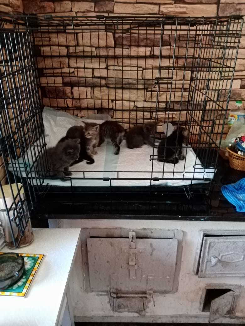 The kittens were thrown out to the church in a box. - My, Kittens, In good hands, Saint Petersburg, Leningrad region, Meanness, cat, Foundling, Kindness, , Homeless animals, Animals, Help, Video, Longpost, No rating