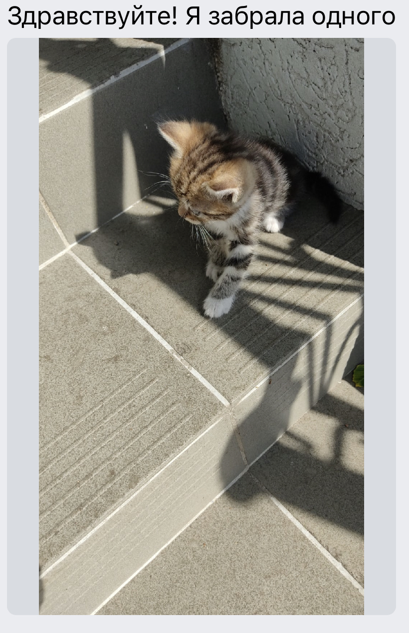 The kittens were thrown out to the church in a box. - My, Kittens, In good hands, Saint Petersburg, Leningrad region, Meanness, cat, Foundling, Kindness, , Homeless animals, Animals, Help, Video, Longpost, No rating