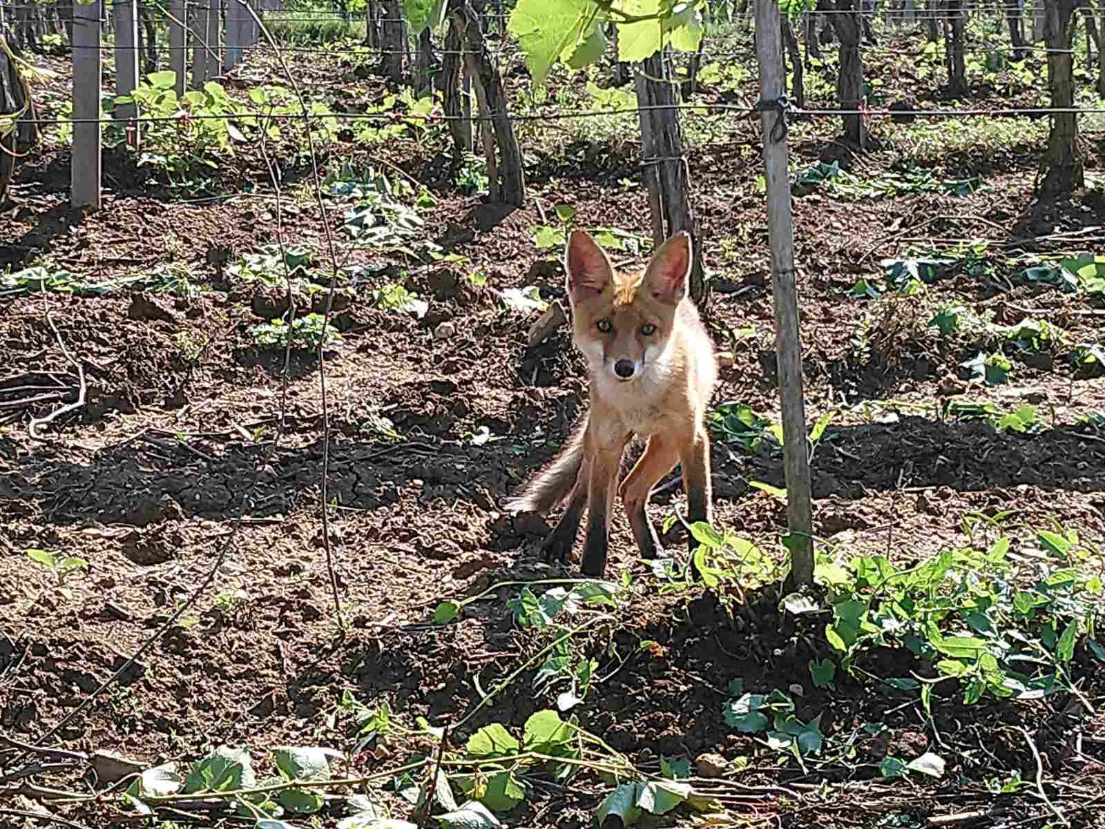 Yesterday a fox came to the vineyard, we managed to take a picture - My, Animals, Fox, Longpost