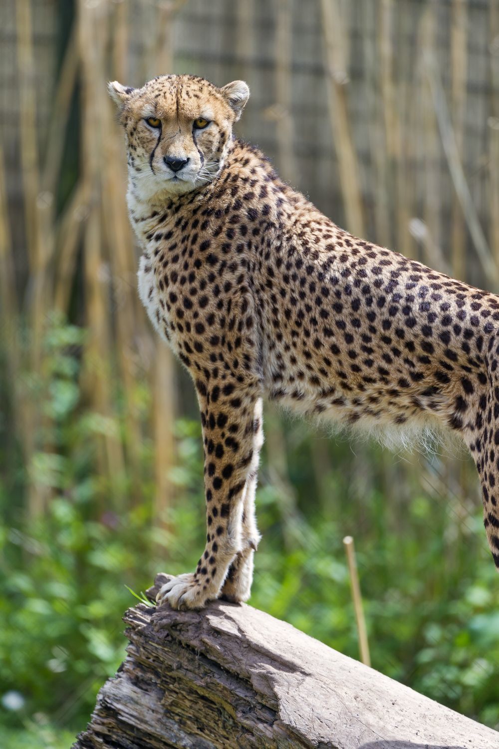 Cheetah - Cheetah, Small cats, Animals, Zoo, The photo, Cat family