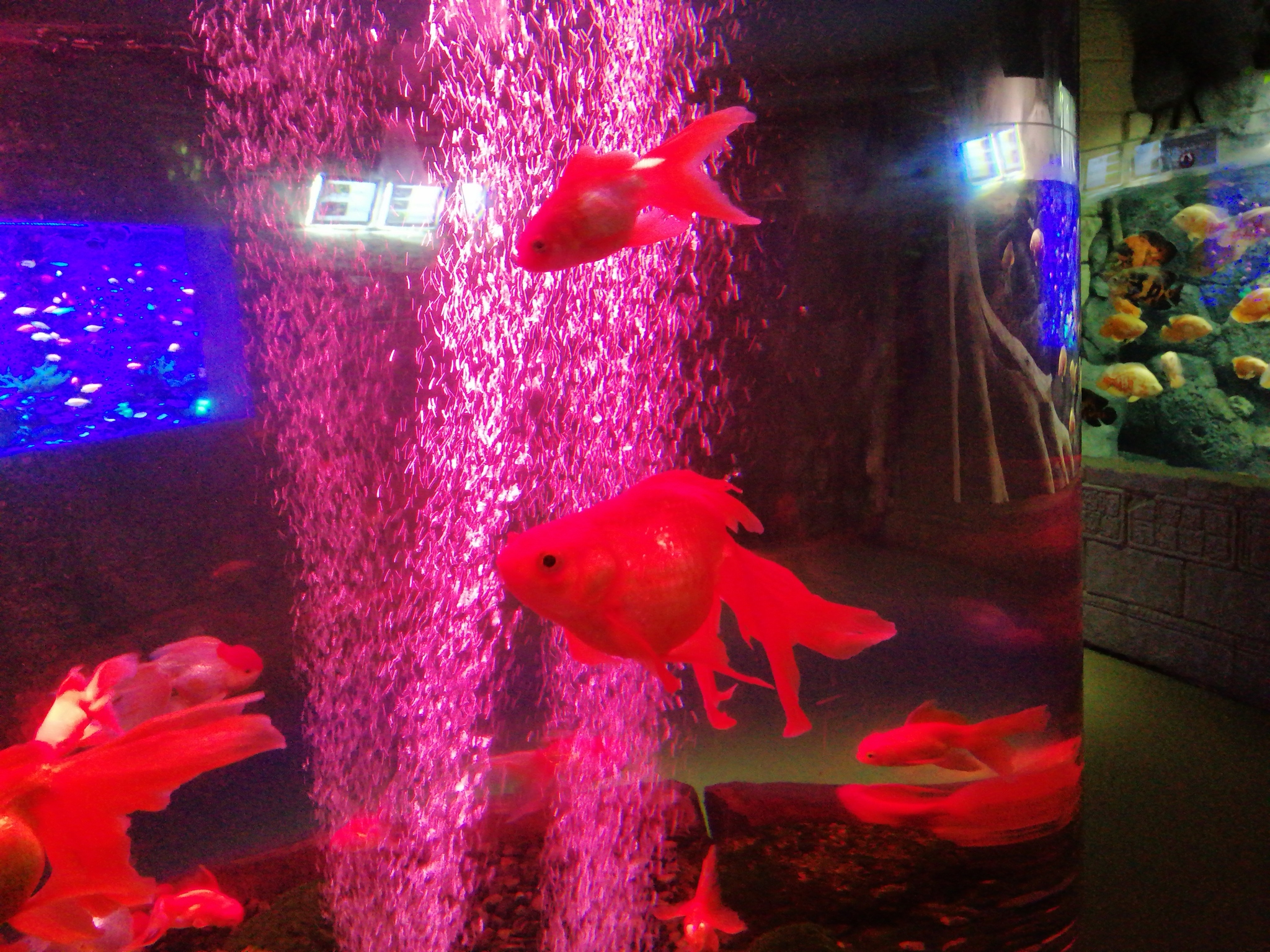 Kyiv Oceanarium - My, Kiev, Oceanarium, A fish, Longpost