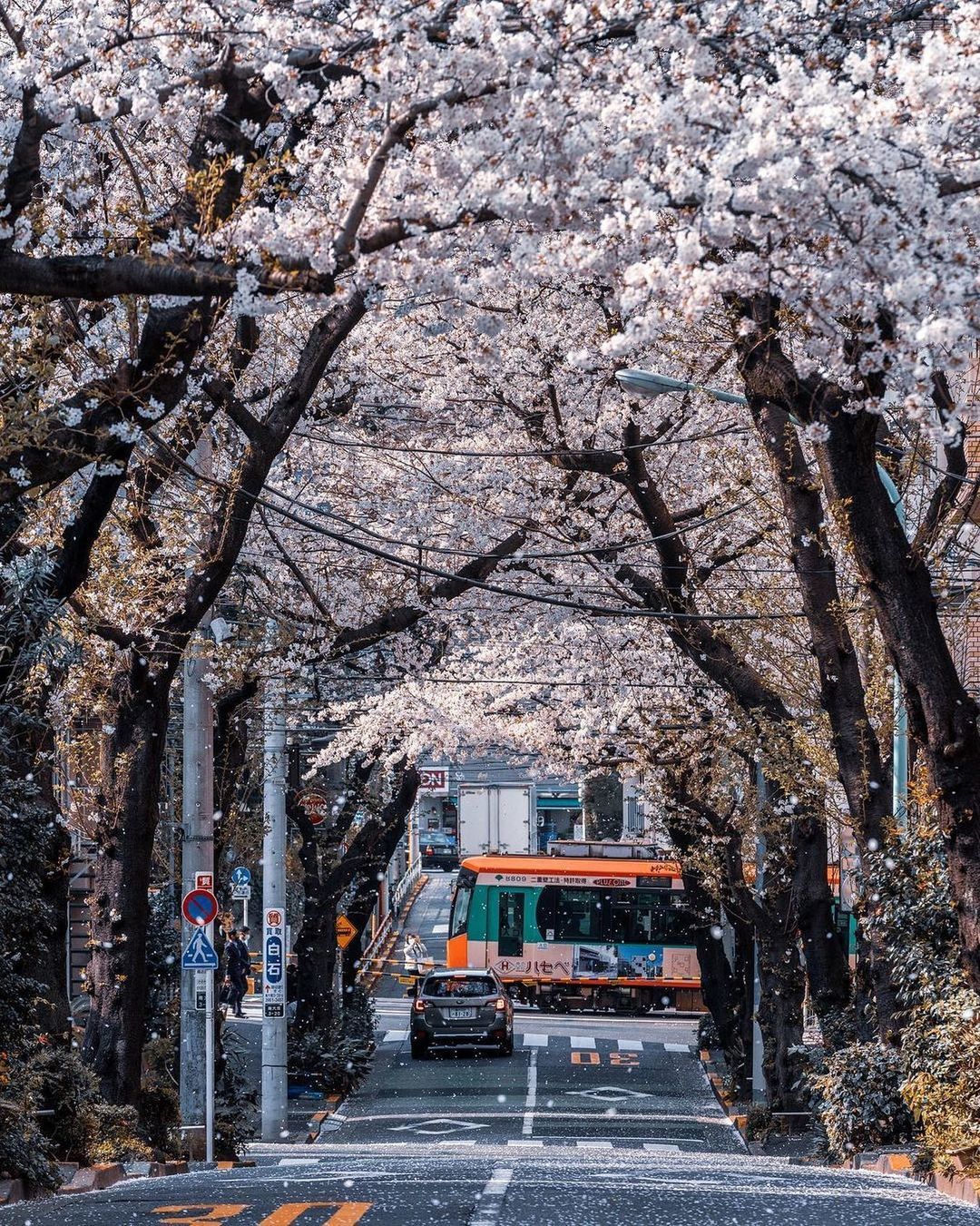 tokyo tram - The photo, Japan, Sakura, Tram