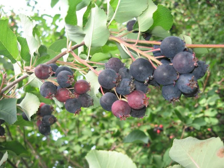 Irga - the berry of unspoiled pioneers - Berries, Village, Juneberry, Summer, Childhood, Longpost