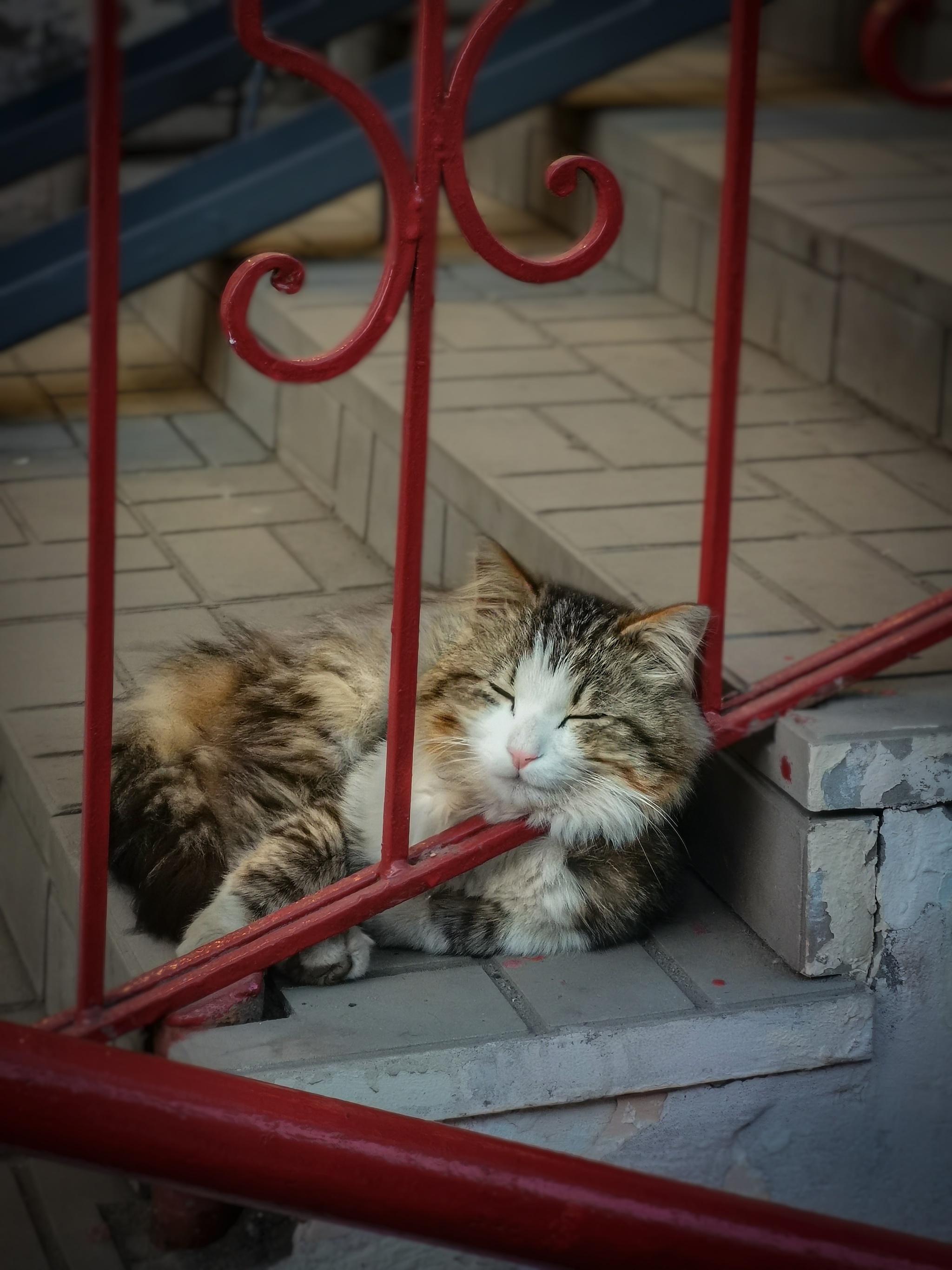 Did you buy a yummy again? - I approve - My, cat, Mobile photography, The photo, Longpost, Fluffy