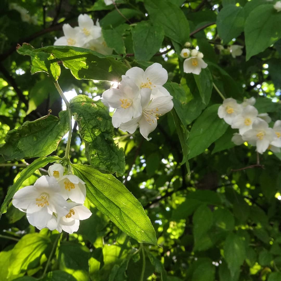 Flower - My, Flowers, Summer, Longpost