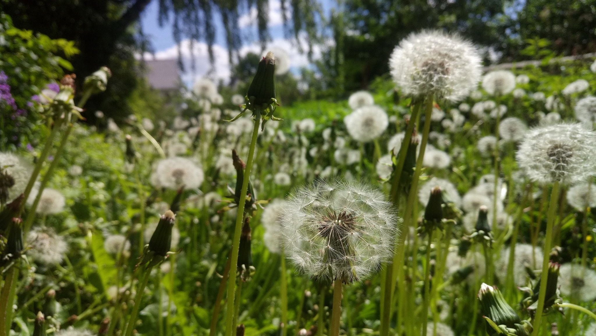 Flower - My, Flowers, Summer, Longpost