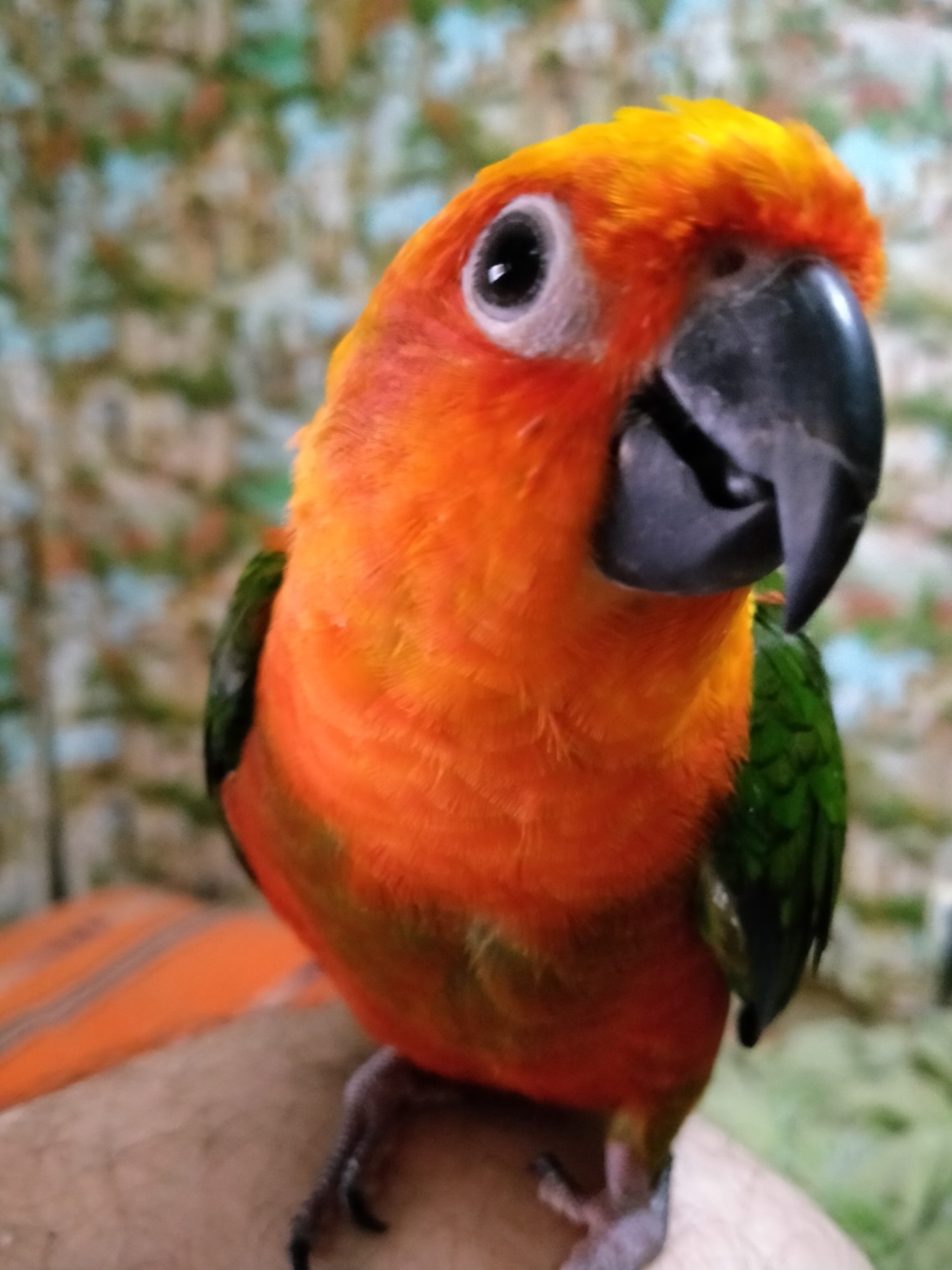 Jerry - My, A parrot, Pets