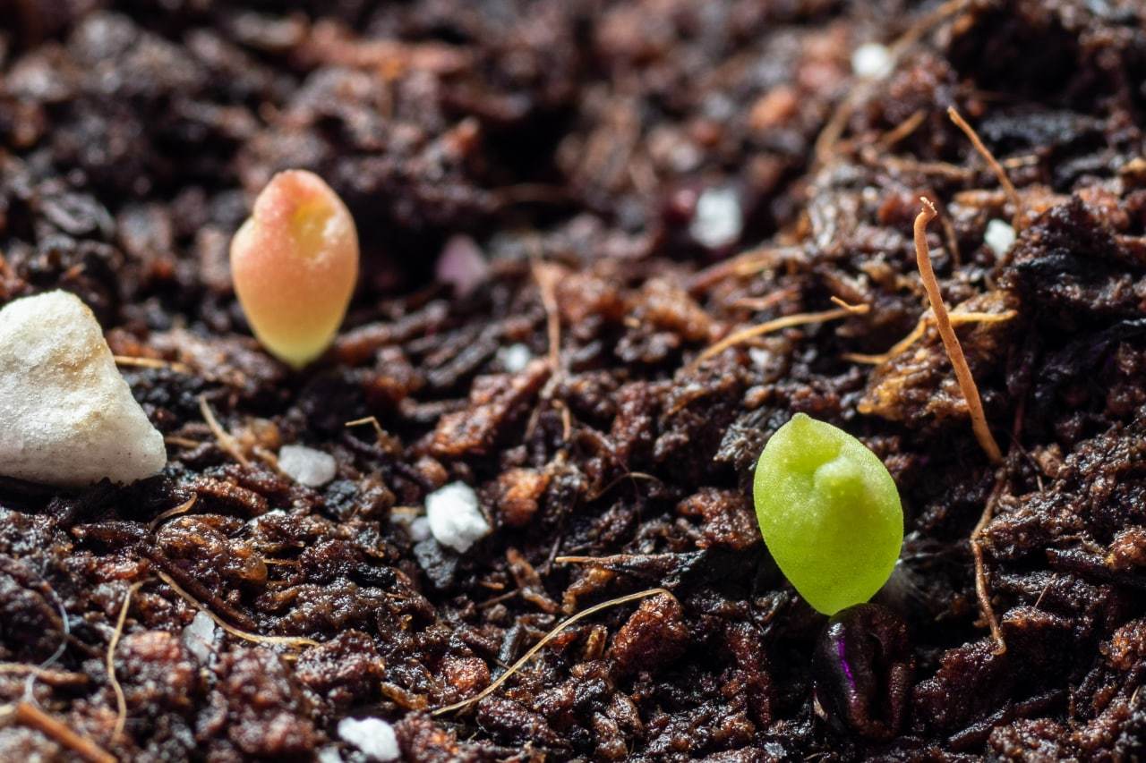 My seeds sprout, incredible cuteness! - My, Succulents, Seeds, Longpost, Lithops