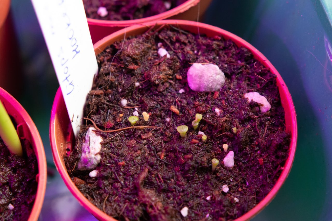 My seeds sprout, incredible cuteness! - My, Succulents, Seeds, Longpost, Lithops