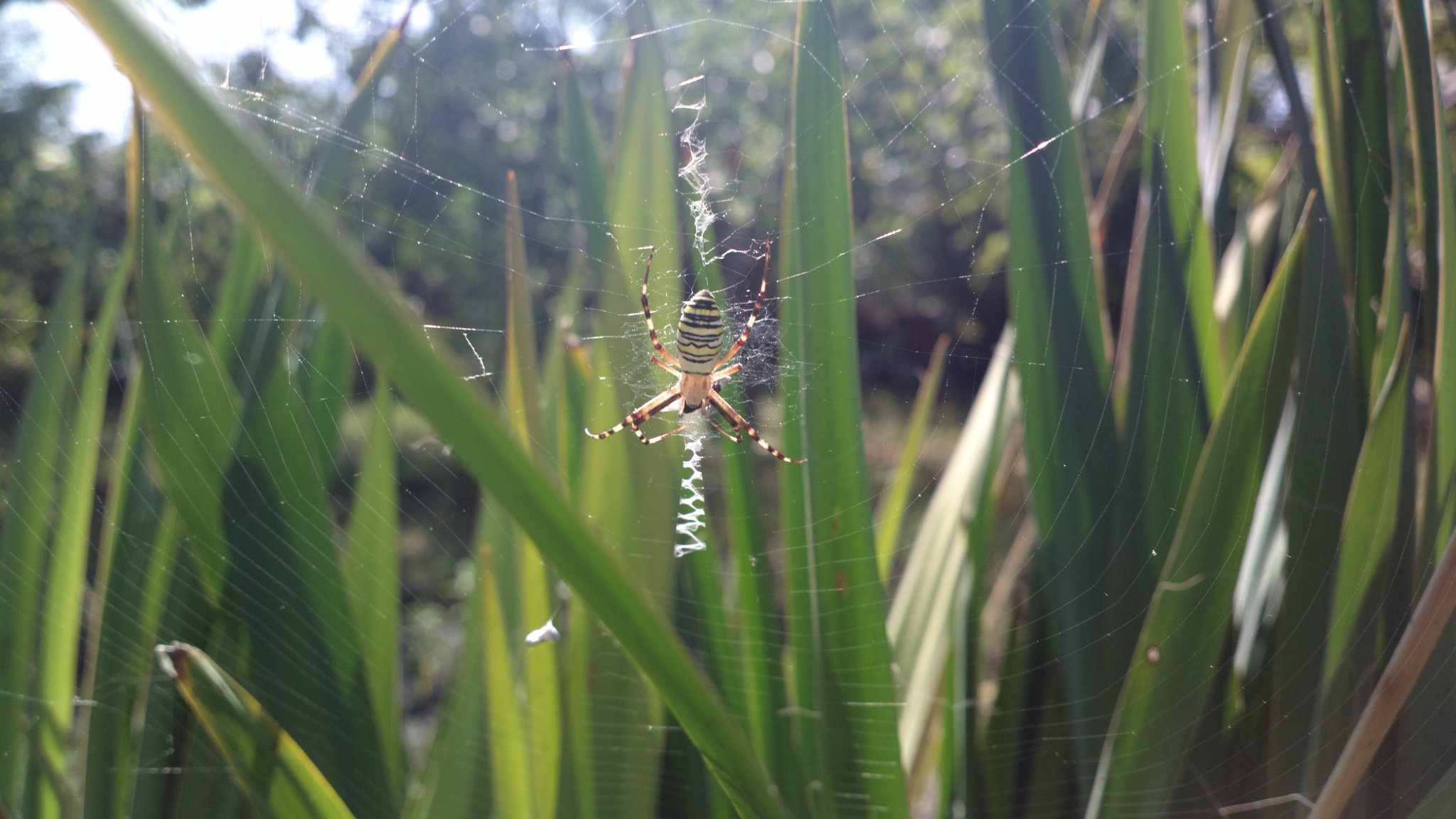 country sketches - My, Dacha, Spider