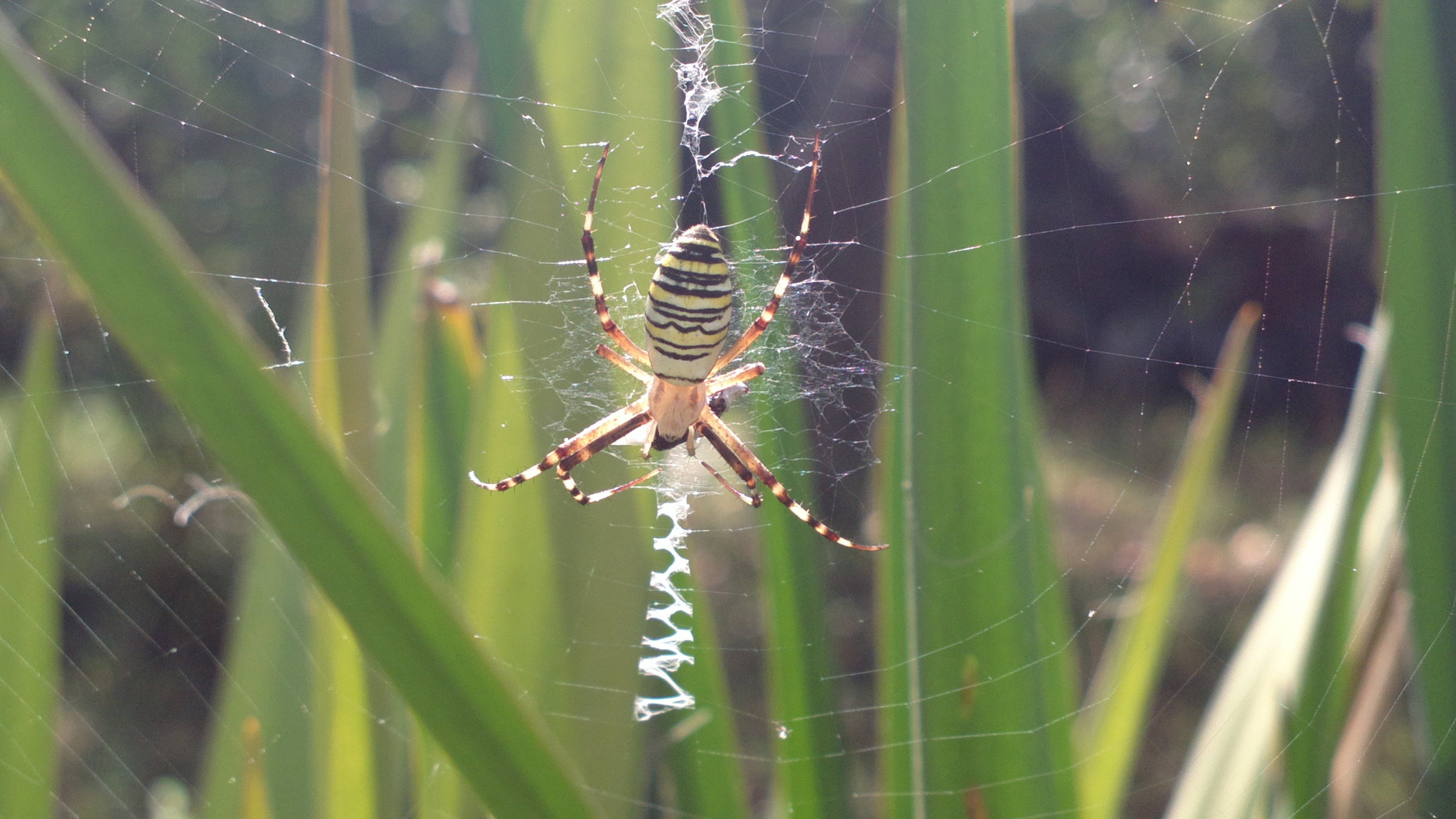 country sketches - My, Dacha, Spider