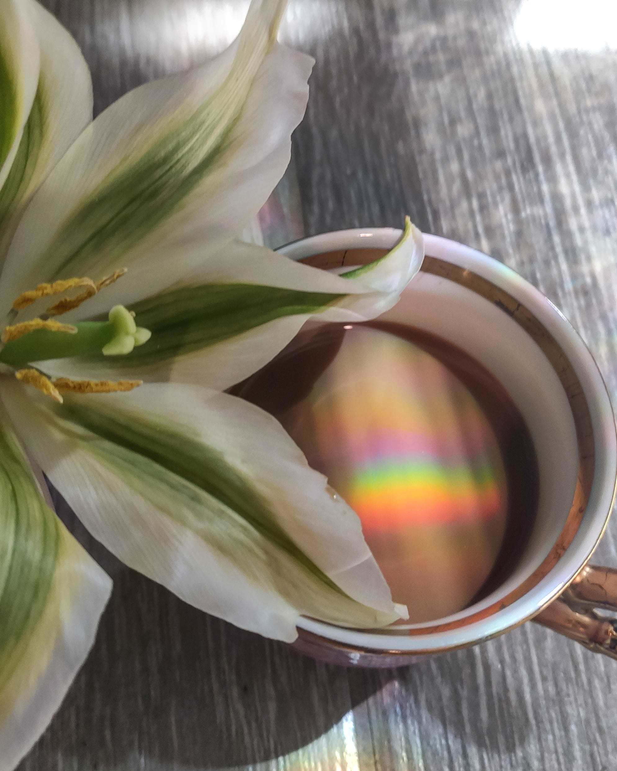 Good morning! - My, Good morning, Flowers, Rainbow, Coffee, Morning, Longpost