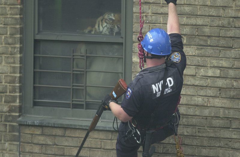 An NYPD officer comes face to face with Ming, a 160kg tiger secretly living in a Harlem apartment in 2003 - Tiger, Police, Reddit