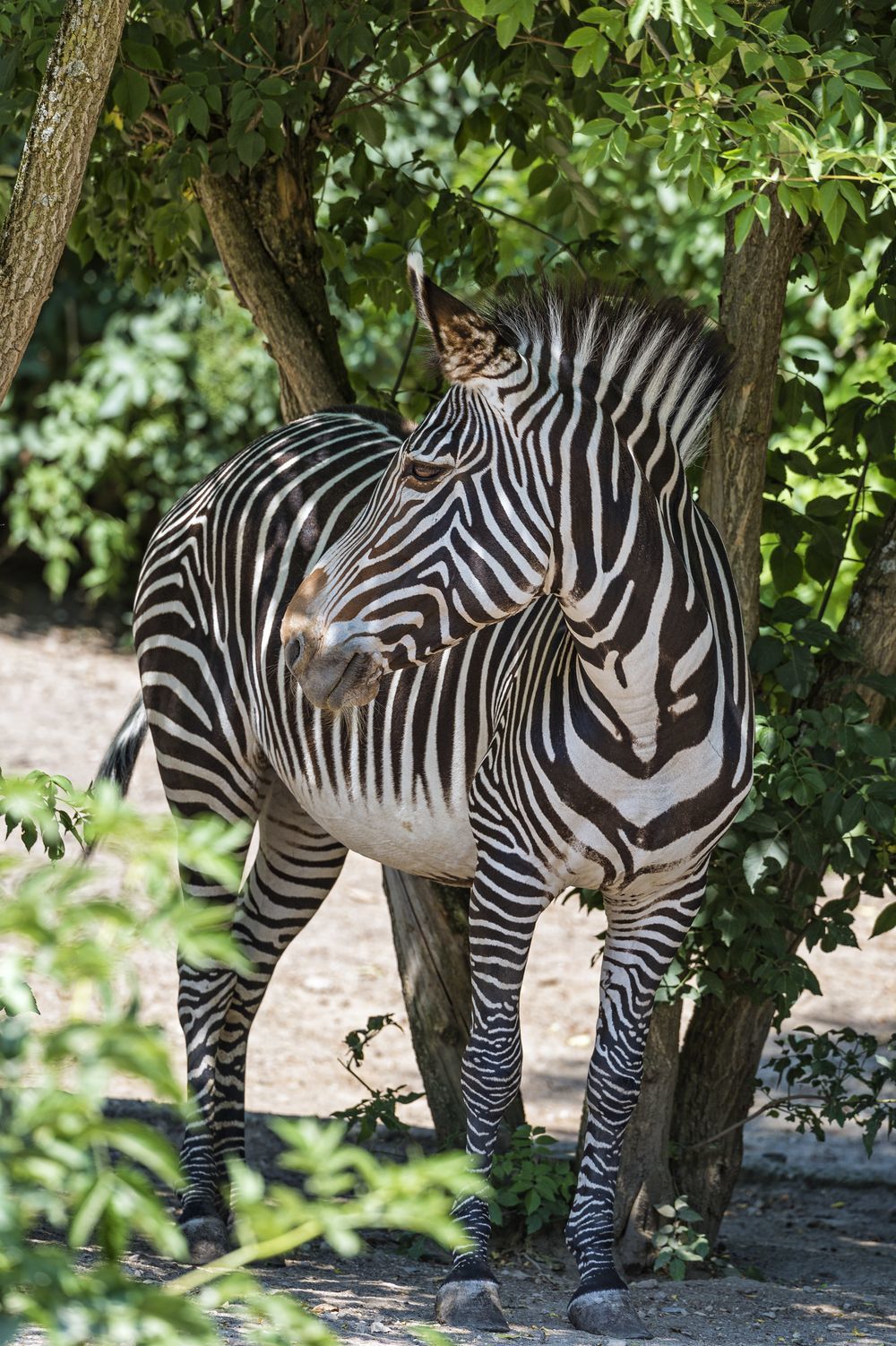 zebra - zebra, Animals, Zoo, The photo, Longpost