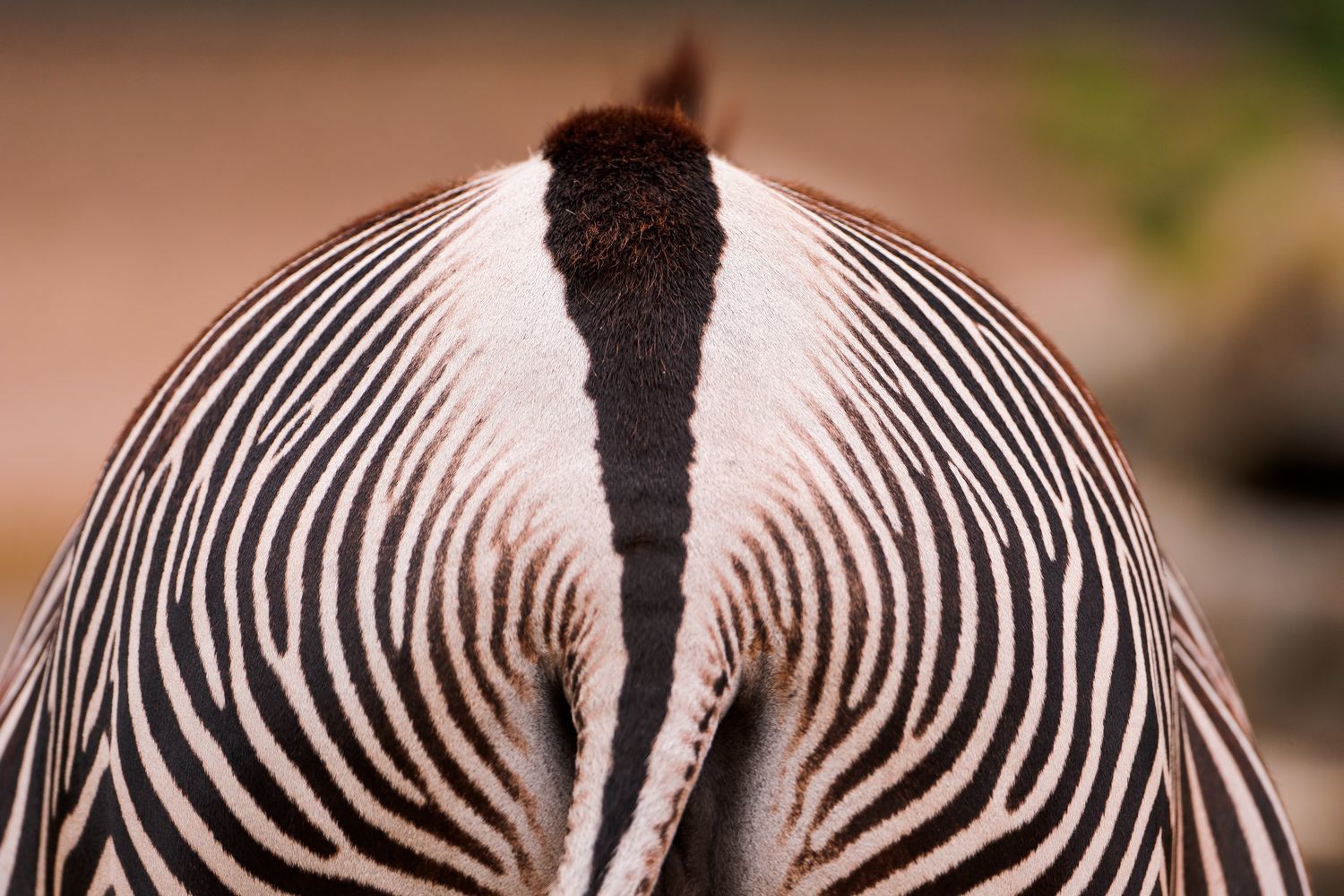 zebra - zebra, Animals, Zoo, The photo, Longpost