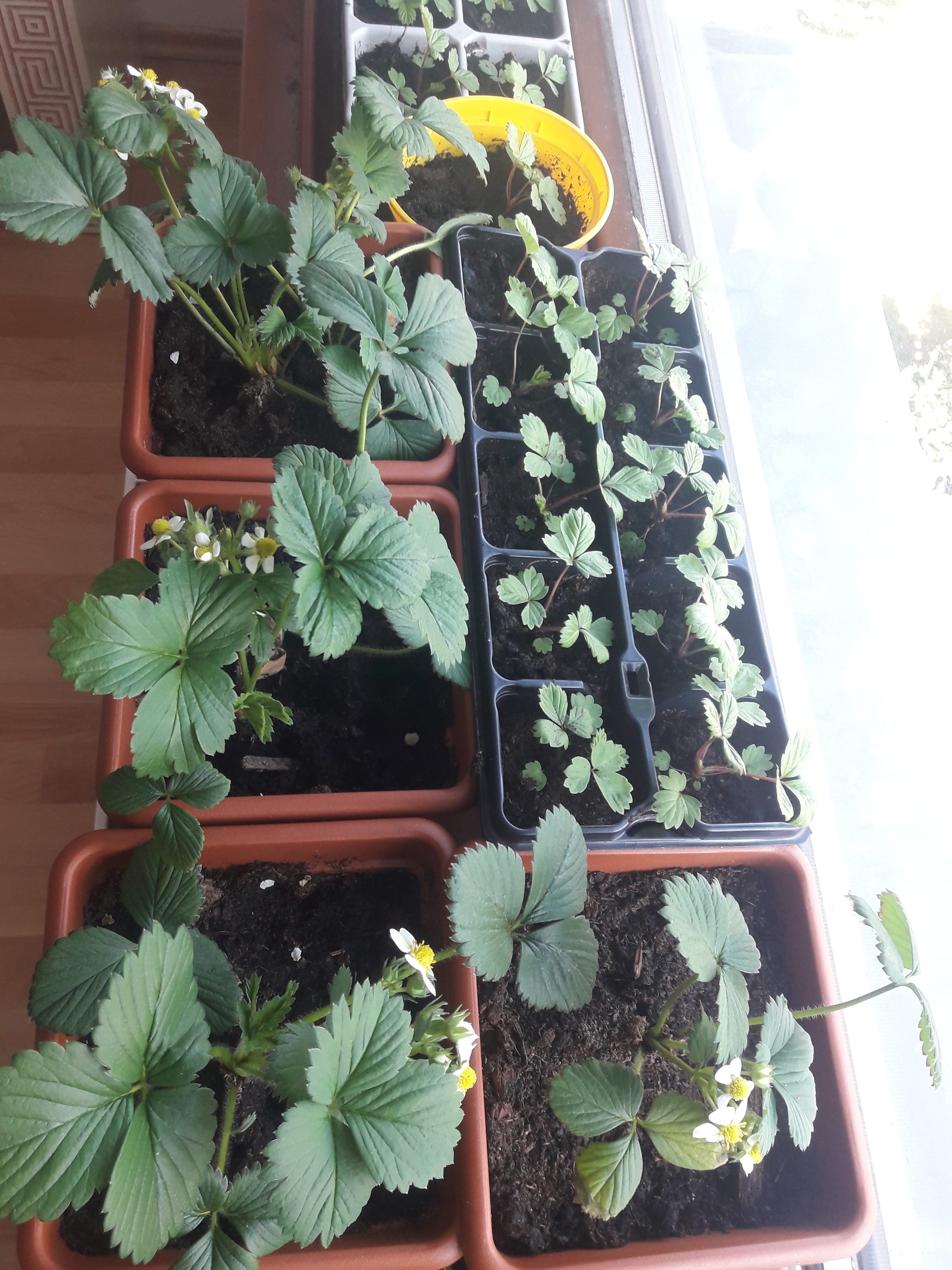 Garden on the window and balcony - My, Hobby, Vegetable garden on the windowsill, Longpost