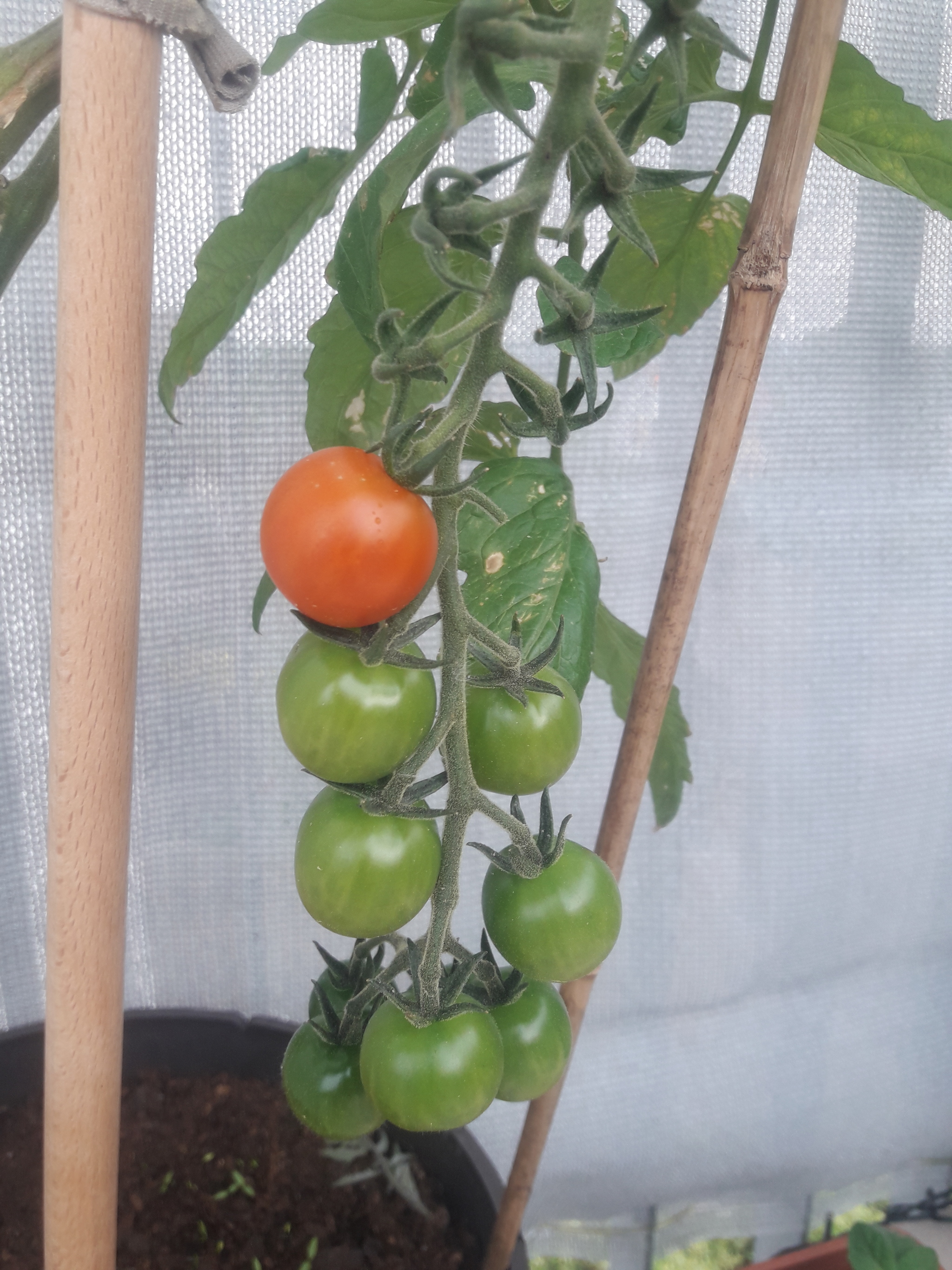 Garden on the window and balcony - My, Hobby, Vegetable garden on the windowsill, Longpost