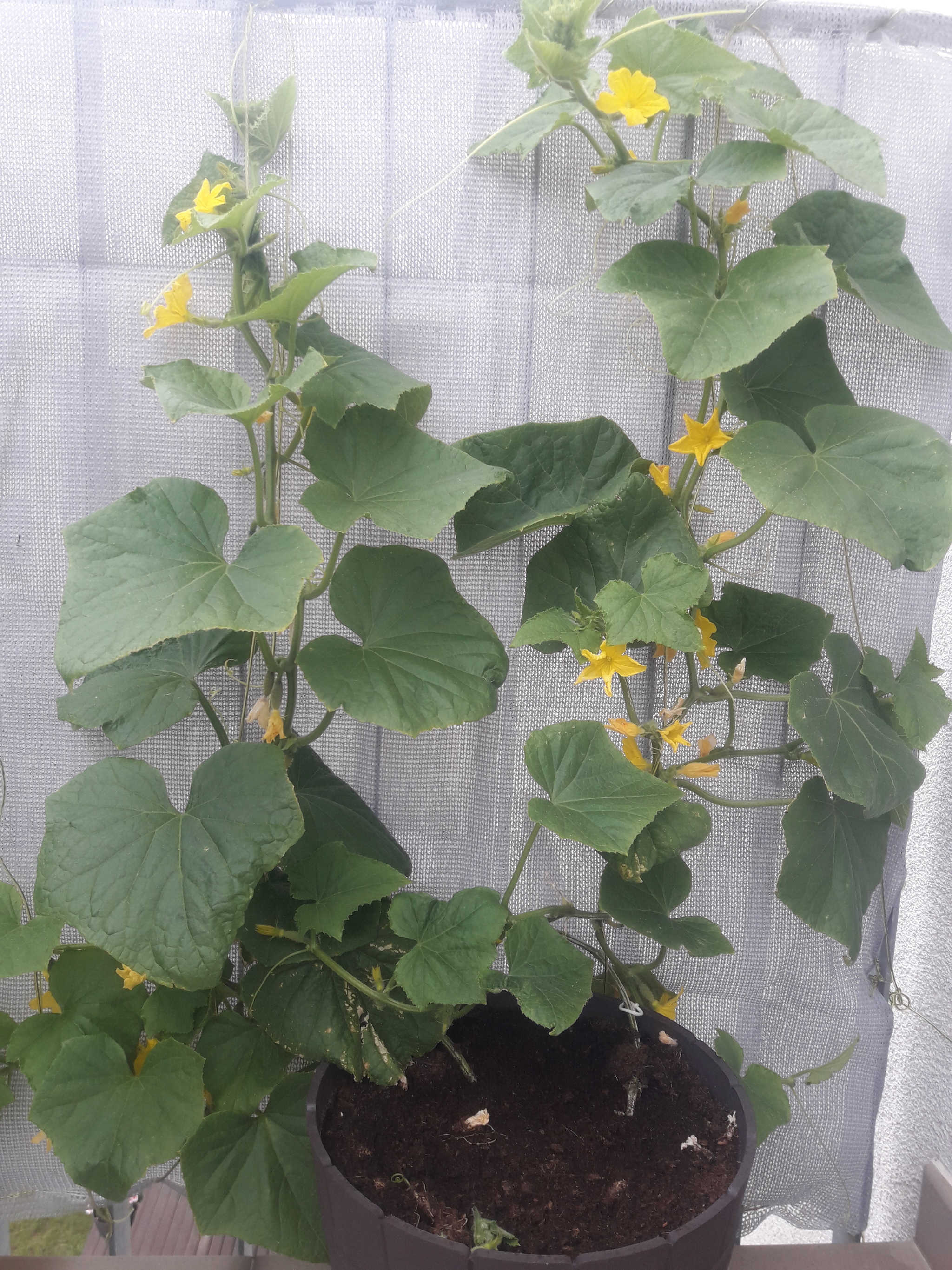 Garden on the window and balcony - My, Hobby, Vegetable garden on the windowsill, Longpost