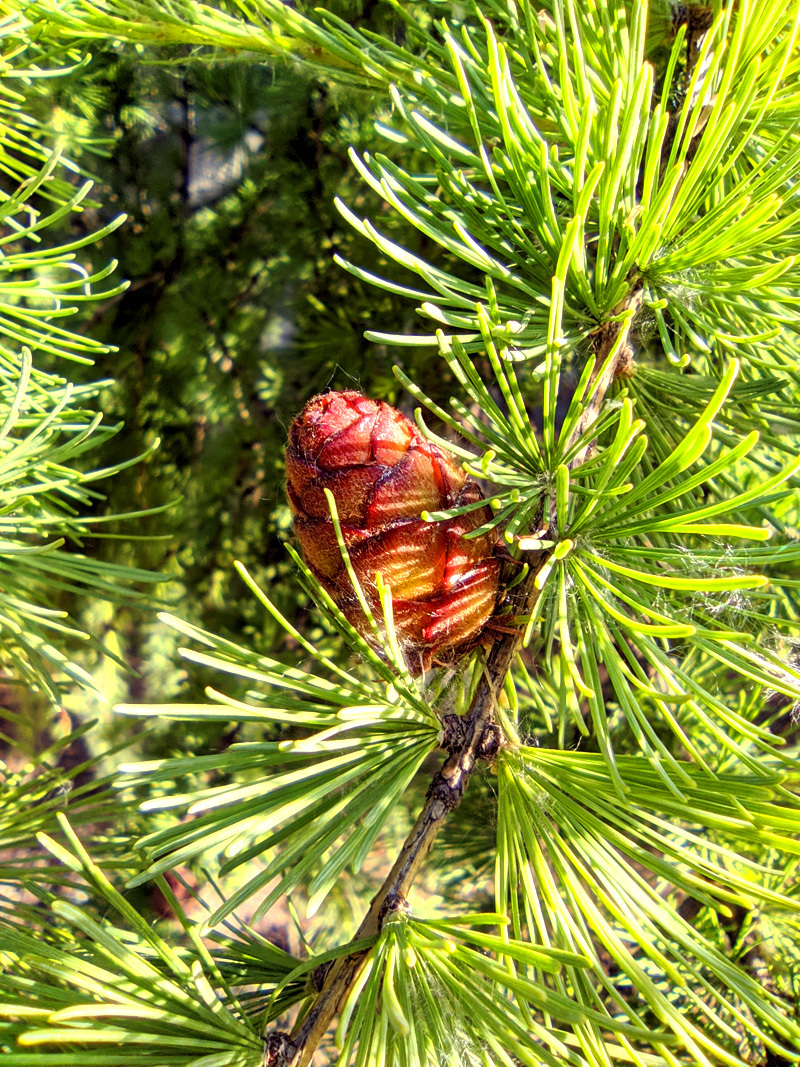 Continuation of the post Larch blooms - My, Larch, Bloom, Spring, Mobile photography, Reply to post