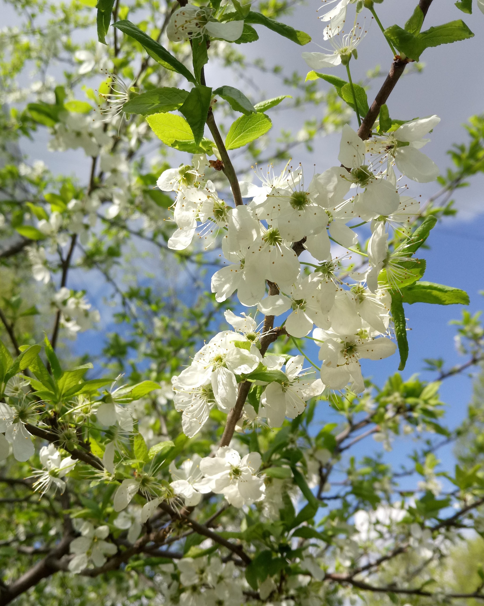 Flower-2 - My, Flowers, Spring, Summer, Longpost