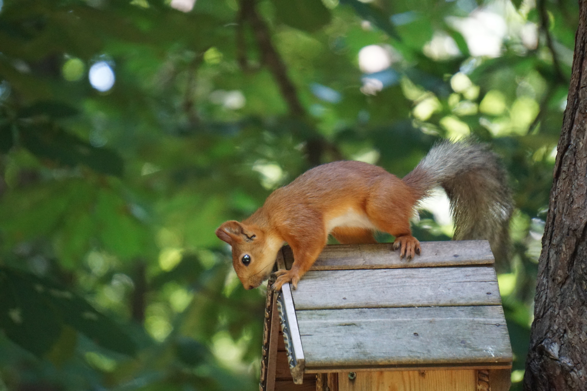 Friday and everything in a bottle - My, Friday, Squirrel, Chistyakovskaya Grove, Krasnodar, Longpost