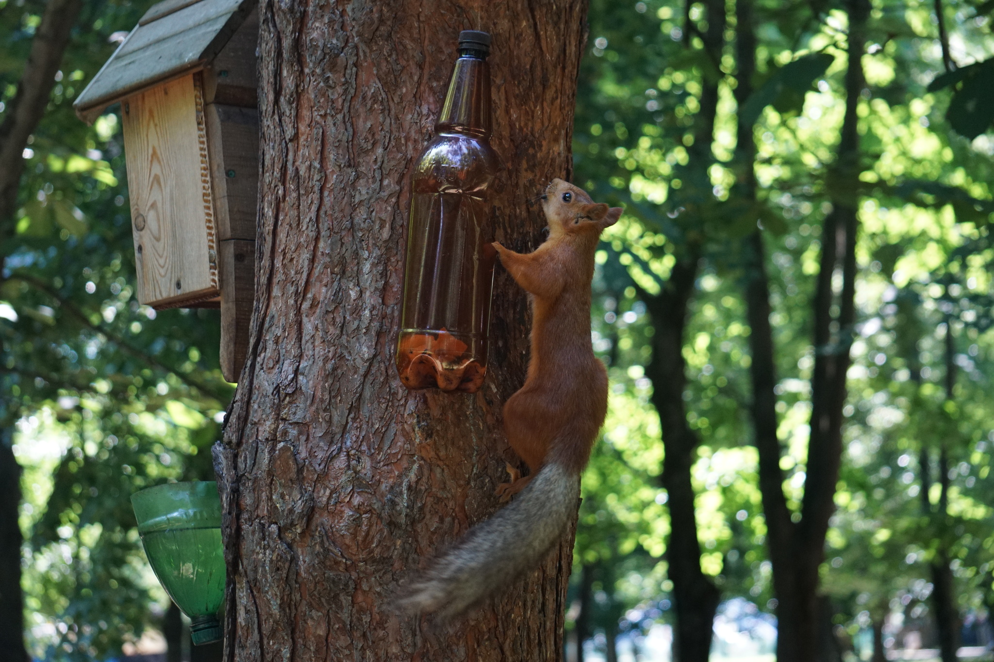 Friday and everything in a bottle - My, Friday, Squirrel, Chistyakovskaya Grove, Krasnodar, Longpost