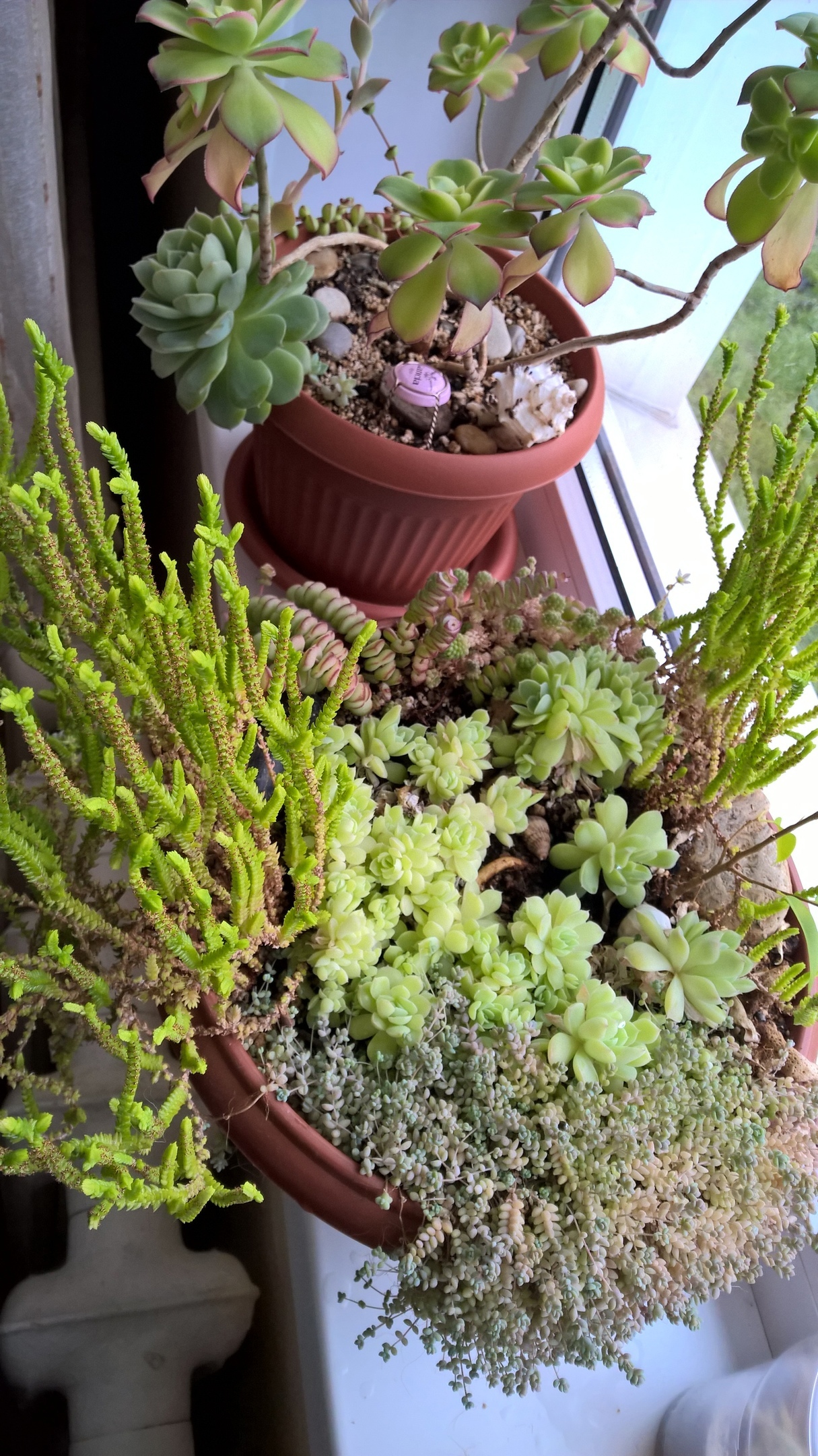 Country succulents - My, Plants, Houseplants, Dacha, Succulents, Longpost