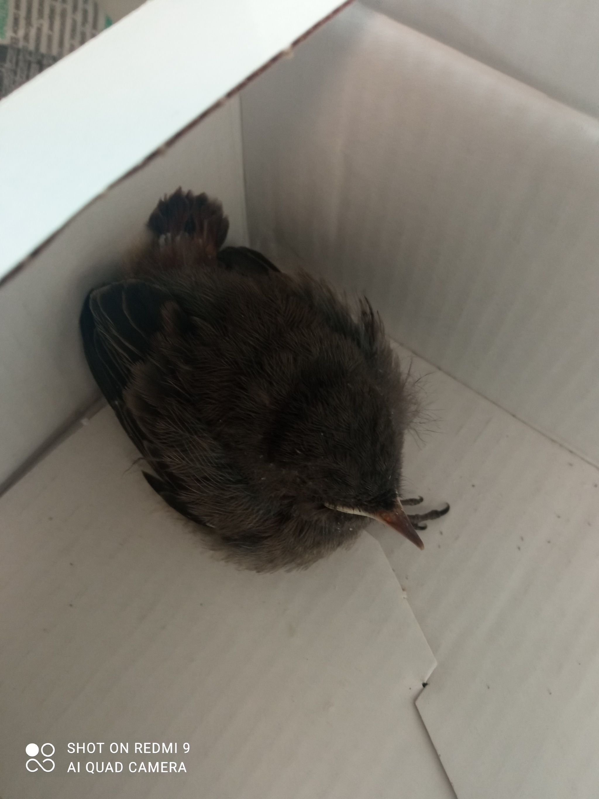 Need help from an ornithologist - Ornithology, Need advice, Birds, No rating, Longpost