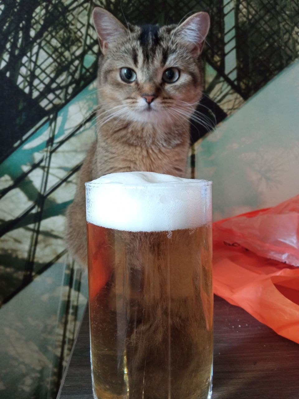 Pitnitsa)) - My, British Golden Chinchilla, cat, Animals, Beer, Friday