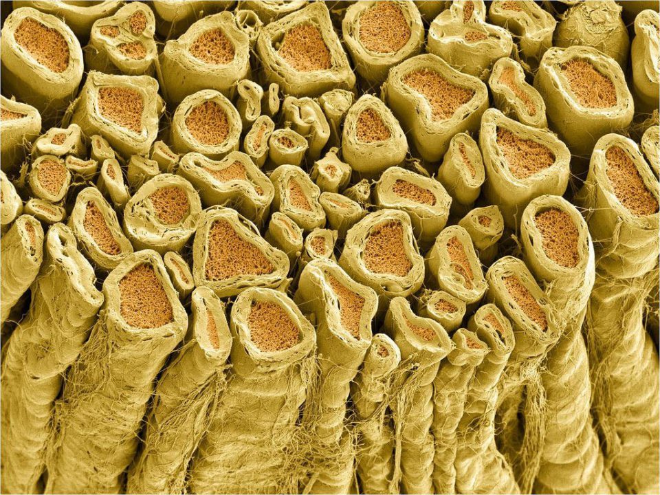 myelin - Anatomy, The medicine, Nervous system, Interesting