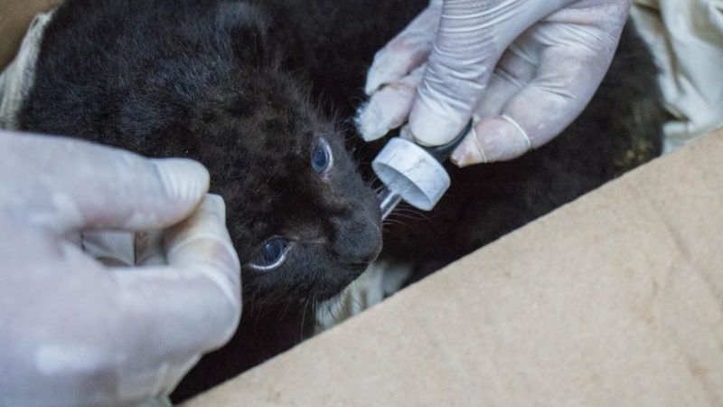 Leopard kitten returned to mother in Assam, India - Leopard, Big cats, Cat family, India, Animal Rescue, BBC, Milota, Wild animals, Longpost, , Young