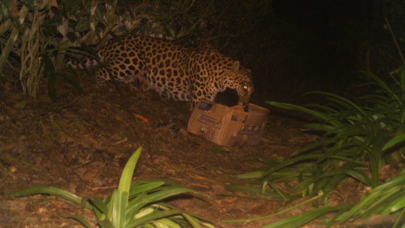 Leopard kitten returned to mother in Assam, India - Leopard, Big cats, Cat family, India, Animal Rescue, BBC, Milota, Wild animals, Longpost, , Young