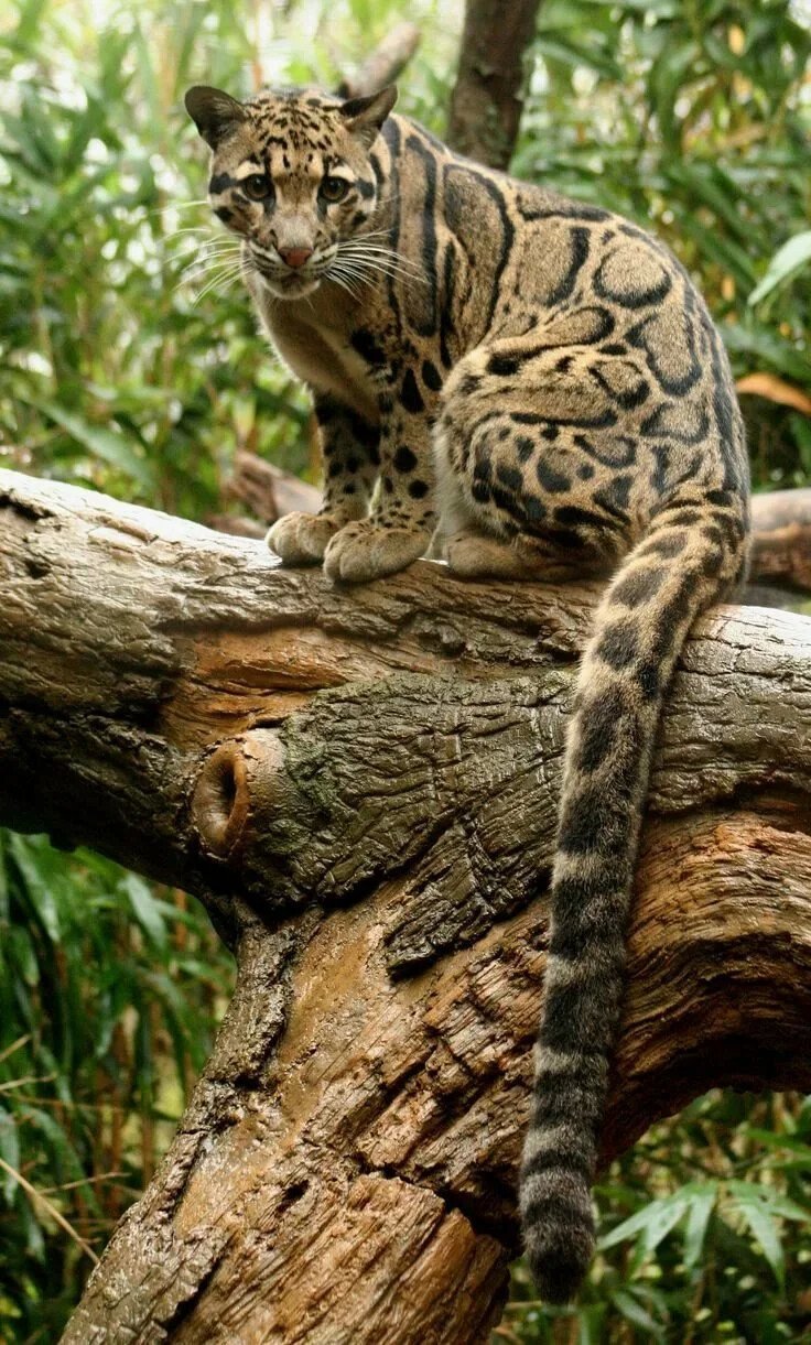 Wings, legs... The main thing is the tail! - Leopard, Clouded leopard, Cat family, Milota, Wild animals, Tail, Big cats, The photo