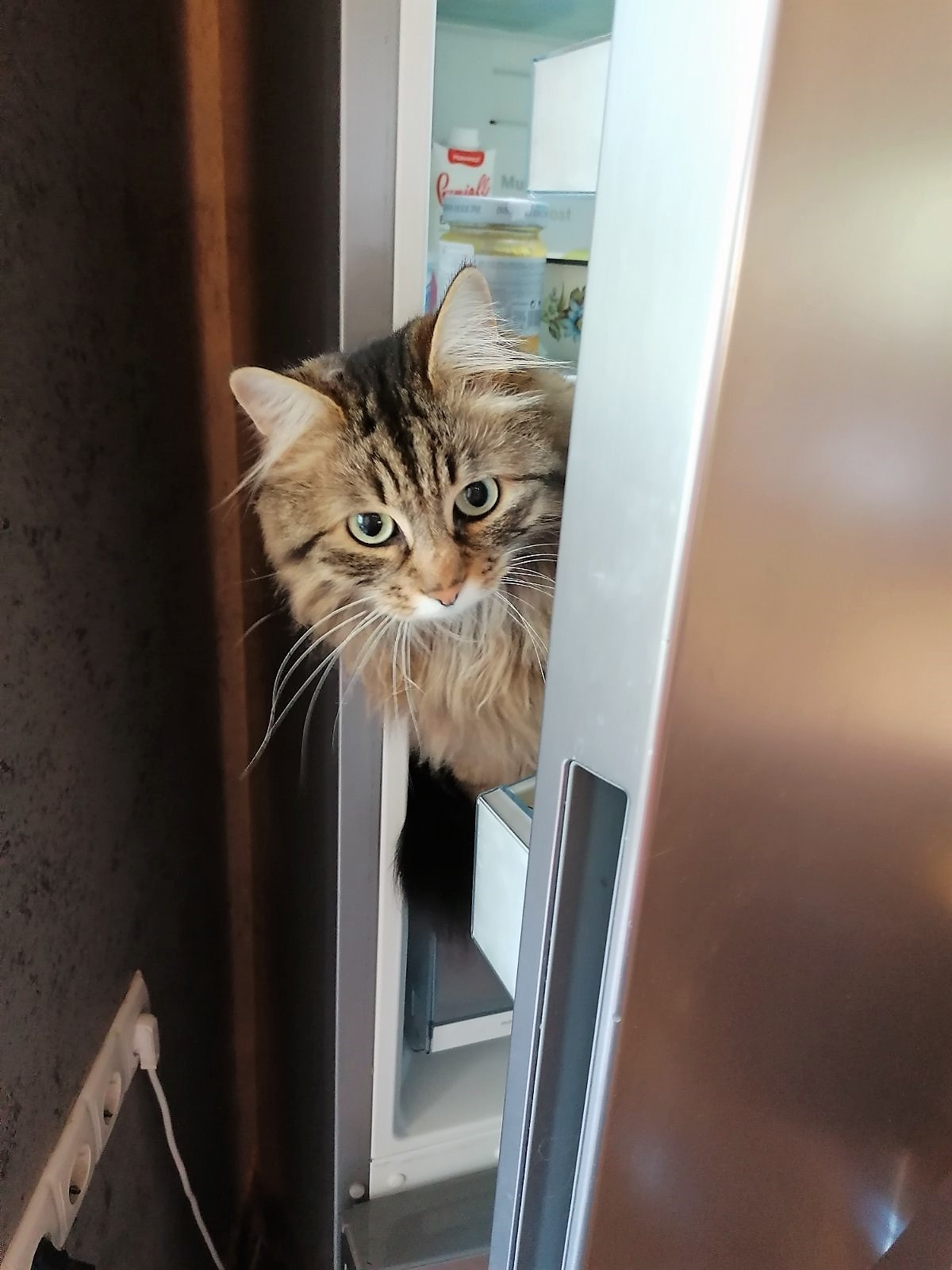 Taken the last fortress of this house - My, cat, Refrigerator