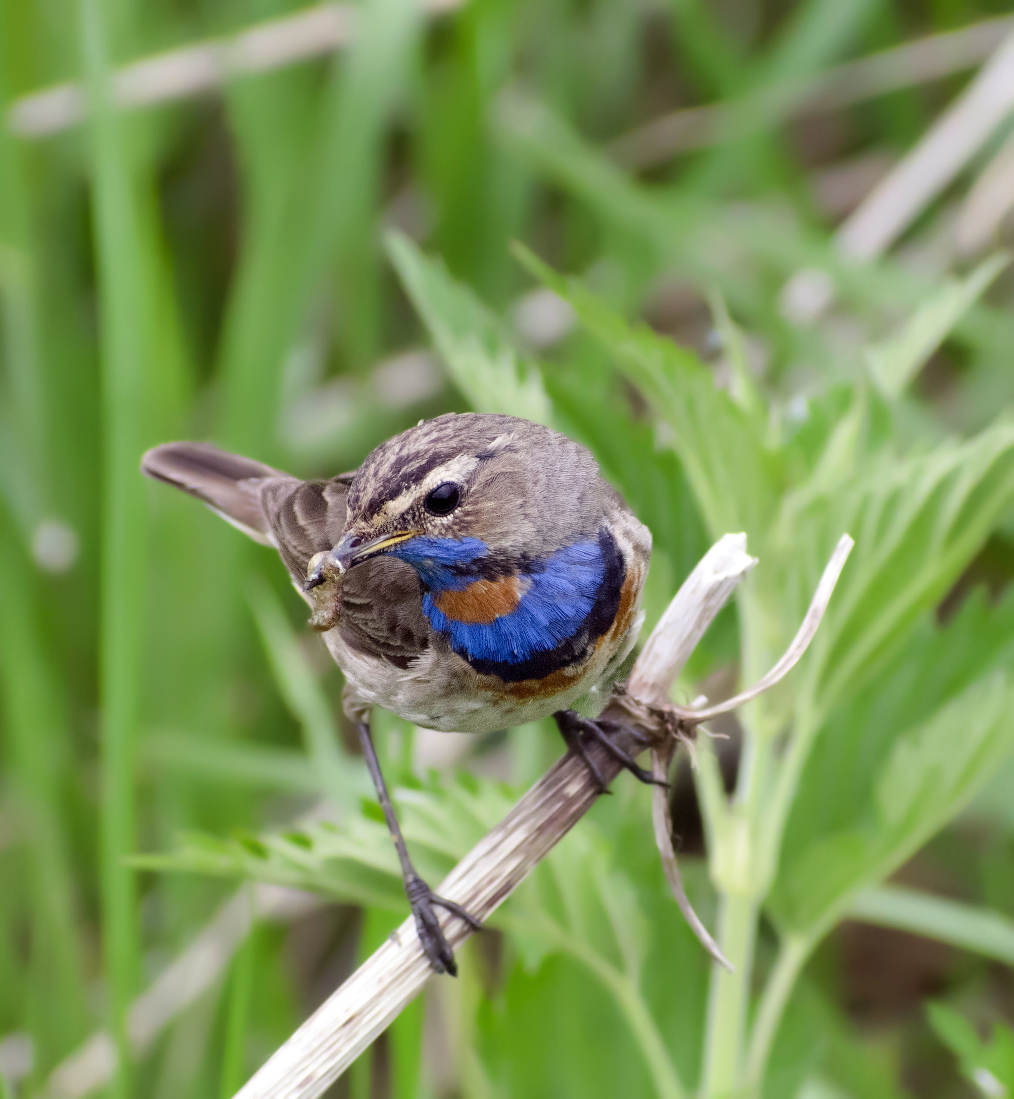 Again 25 or bluethroats again - My, Birds, Bluethroat, Klyazma, Schelkovo, Nature, wildlife, The nature of Russia, Songbirds, , Summer, Video, Longpost