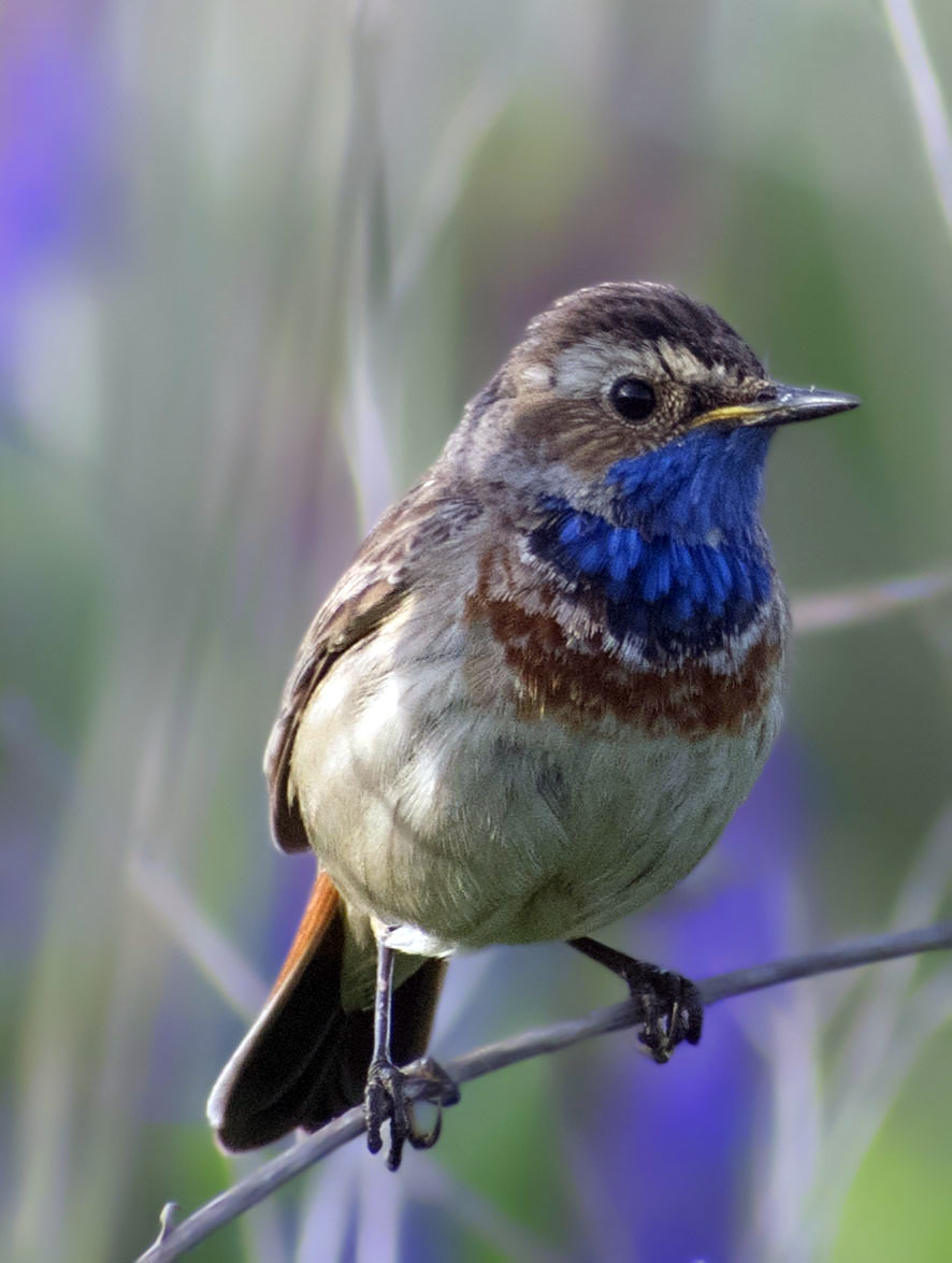 Again 25 or bluethroats again - My, Birds, Bluethroat, Klyazma, Schelkovo, Nature, wildlife, The nature of Russia, Songbirds, , Summer, Video, Longpost