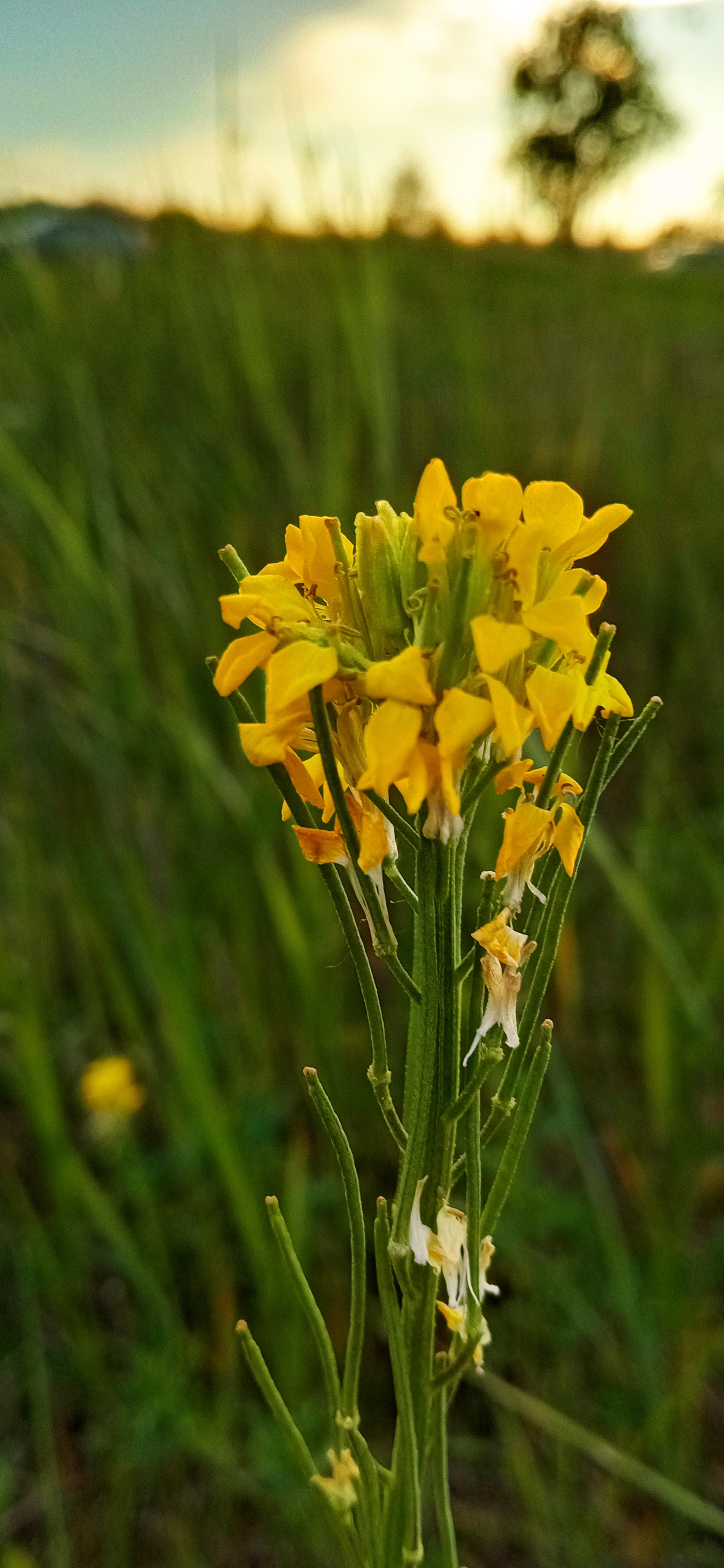 jaundice - My, Flowers, Mobile photography, Field, Longpost